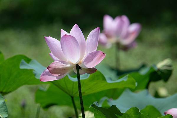 0625 美崙公園噪鵑