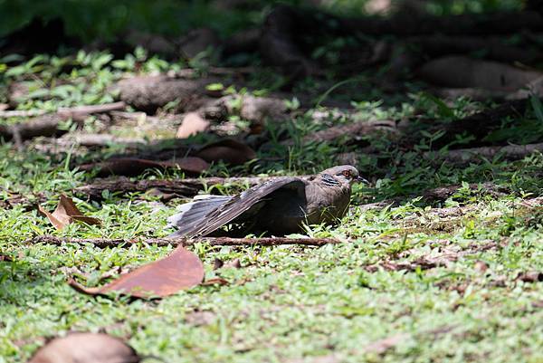 0625 美崙公園噪鵑