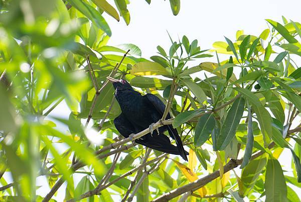 0625 美崙公園噪鵑