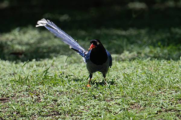 0625 美崙公園噪鵑