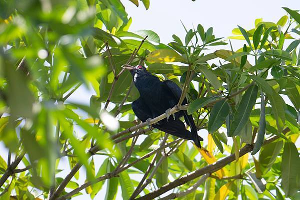 0625 美崙公園噪鵑 0625 美崙公園噪鵑