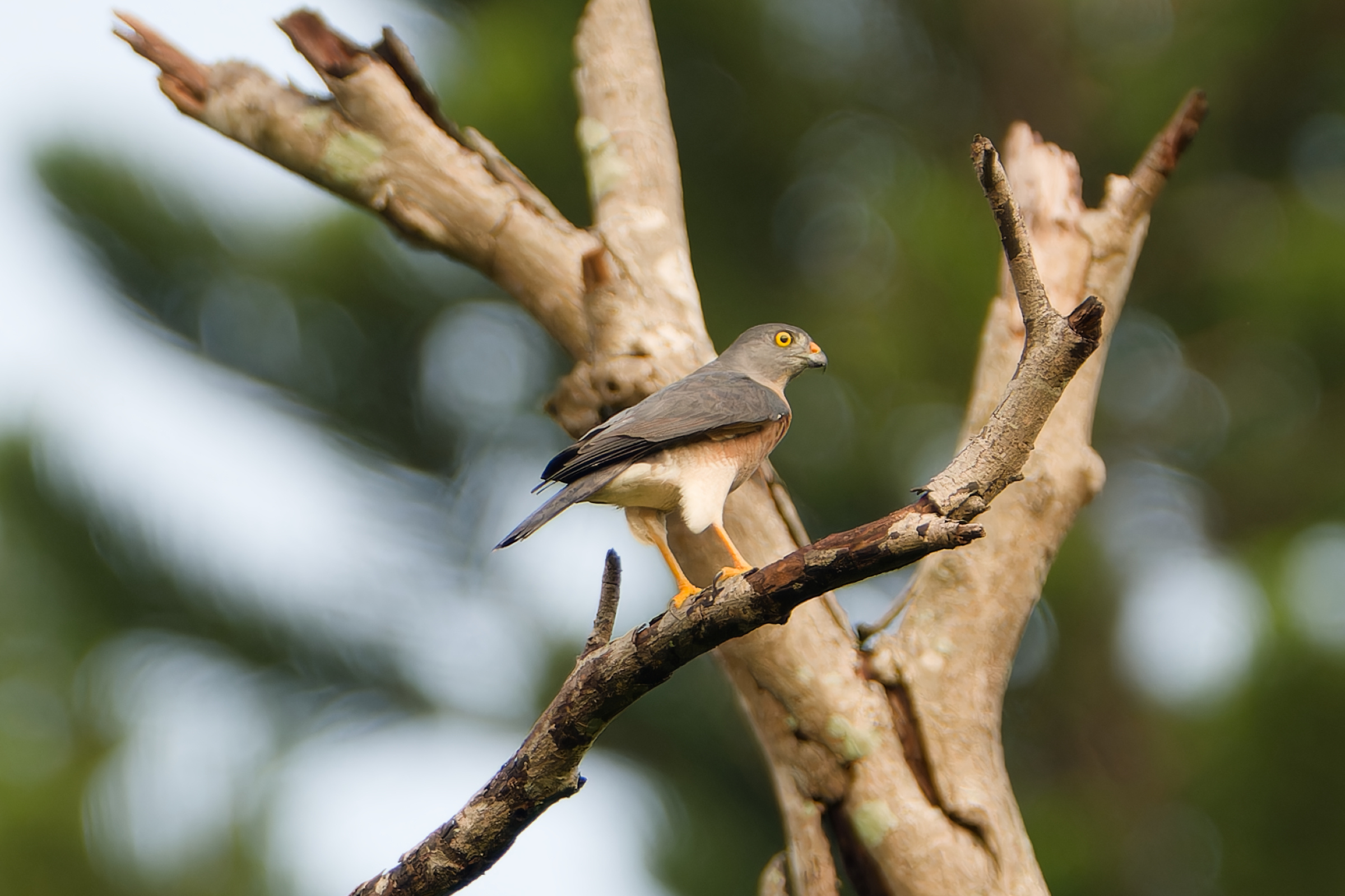 0919 赤腹鷹 0919 赤腹鷹