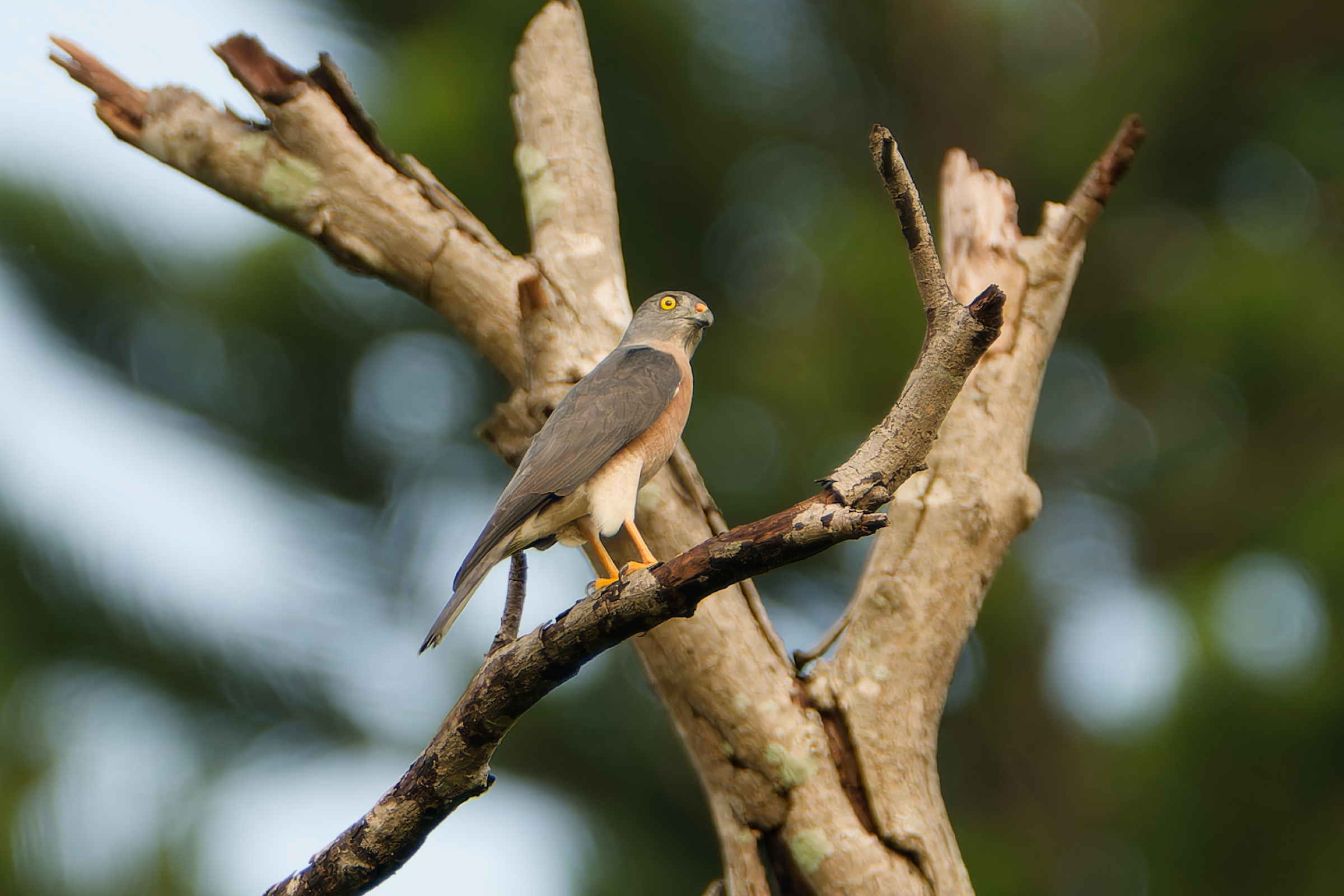 0919 赤腹鷹 0919 赤腹鷹