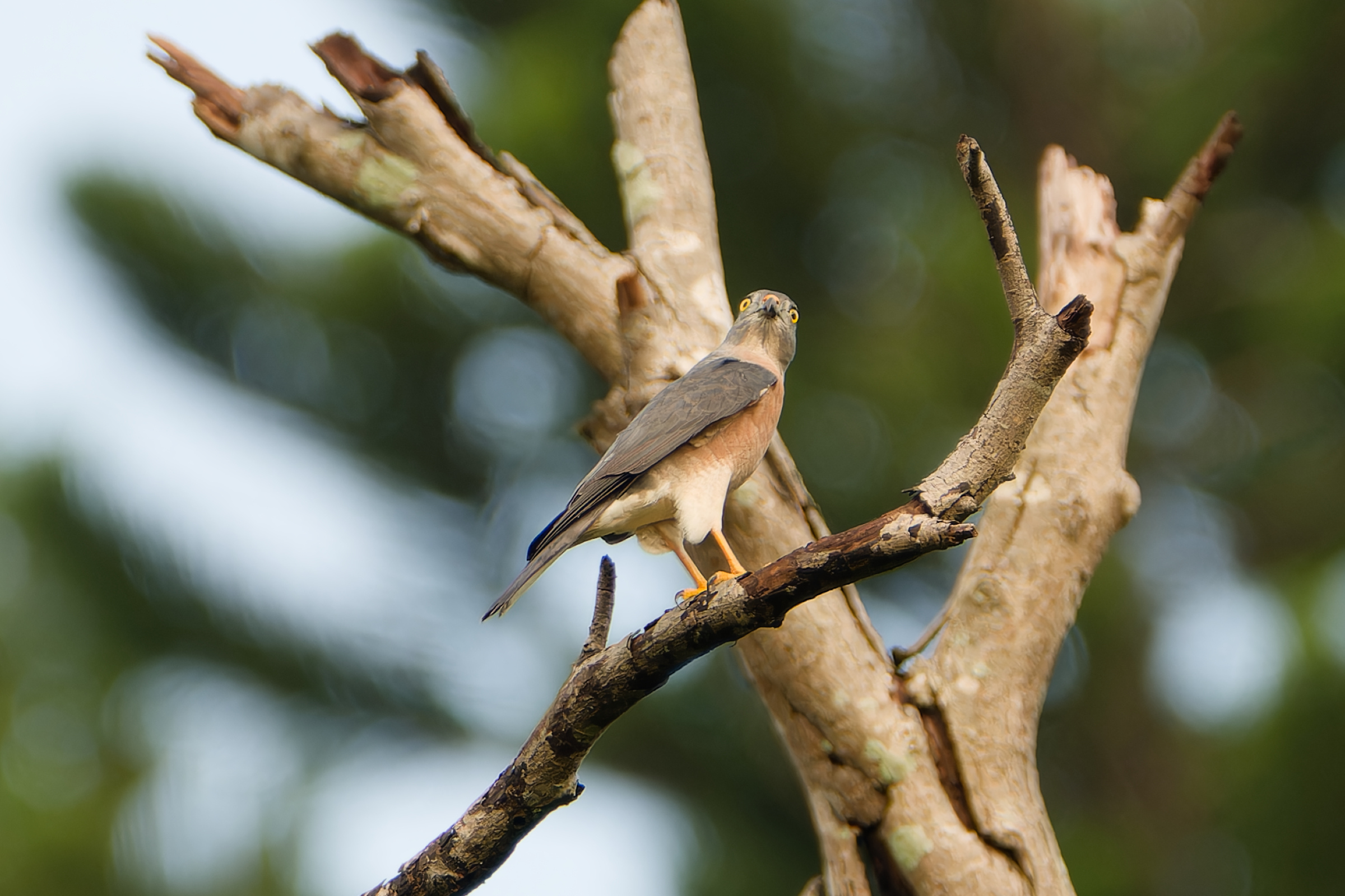 0919 赤腹鷹 0919 赤腹鷹