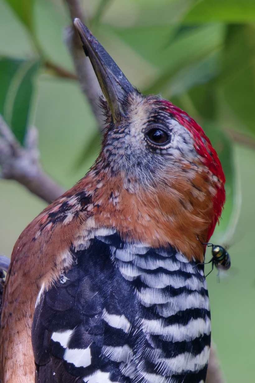 1018 棕腹啄木 1018 棕腹啄木