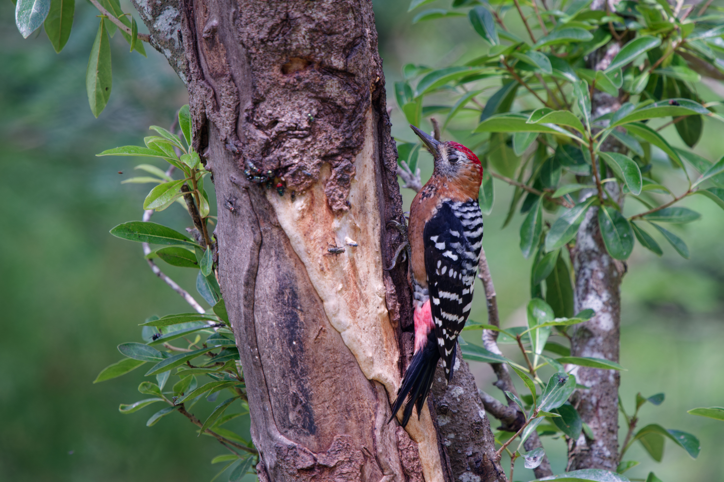 1018 棕腹啄木 1018 棕腹啄木