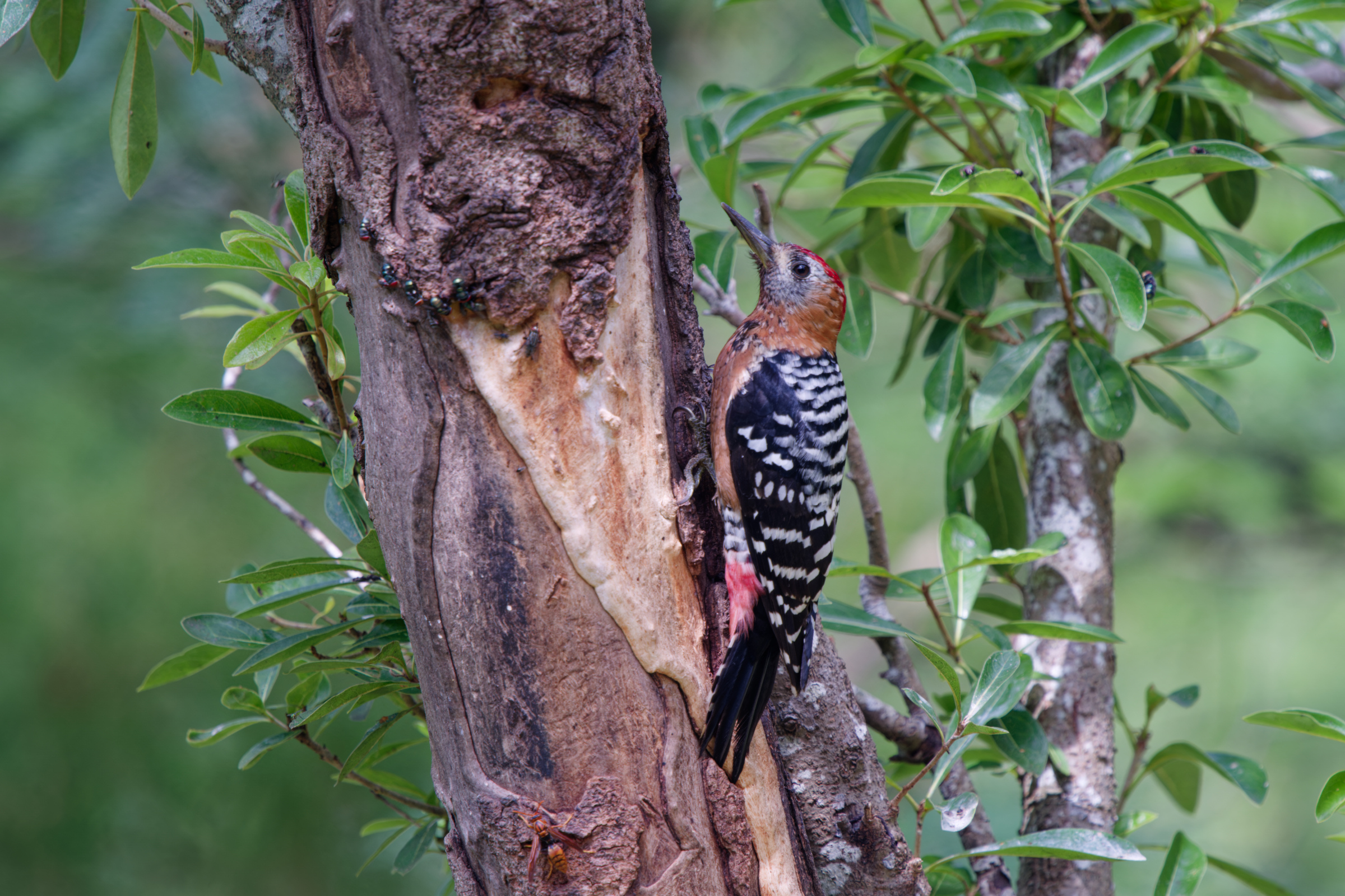 1018 棕腹啄木 1018 棕腹啄木