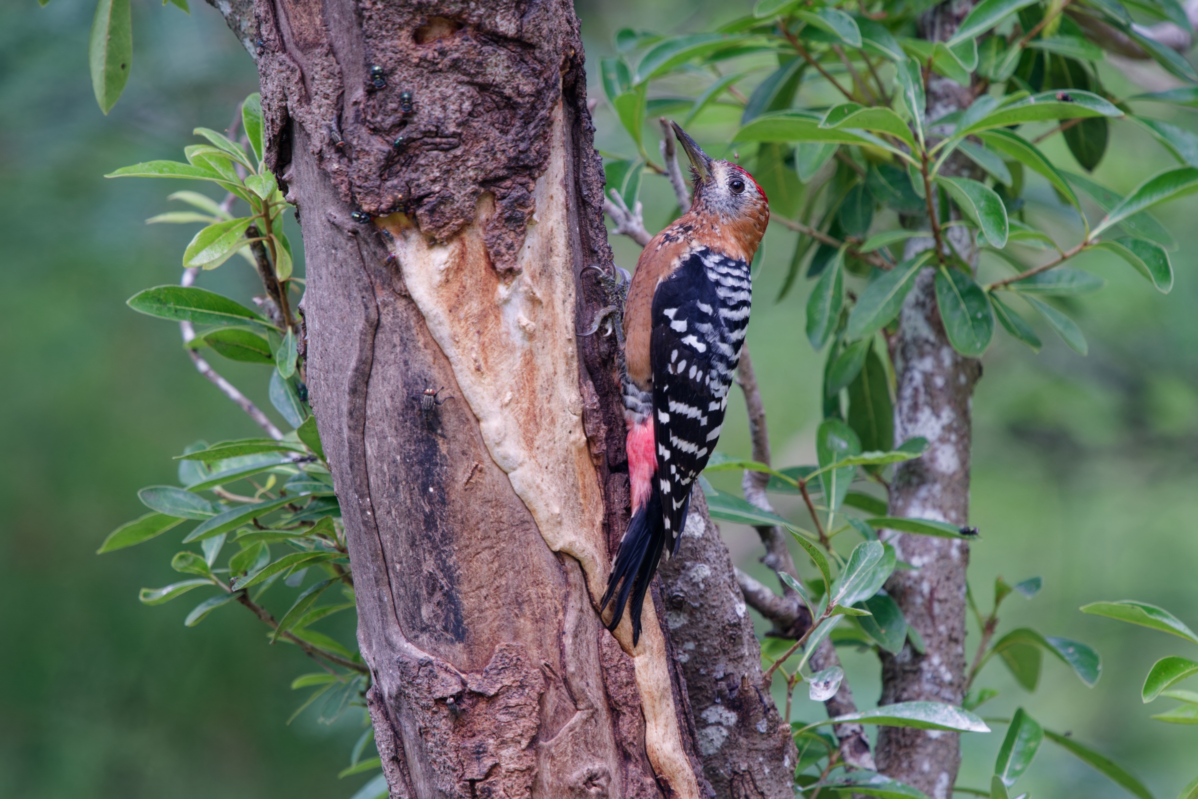 1018 棕腹啄木 1018 棕腹啄木