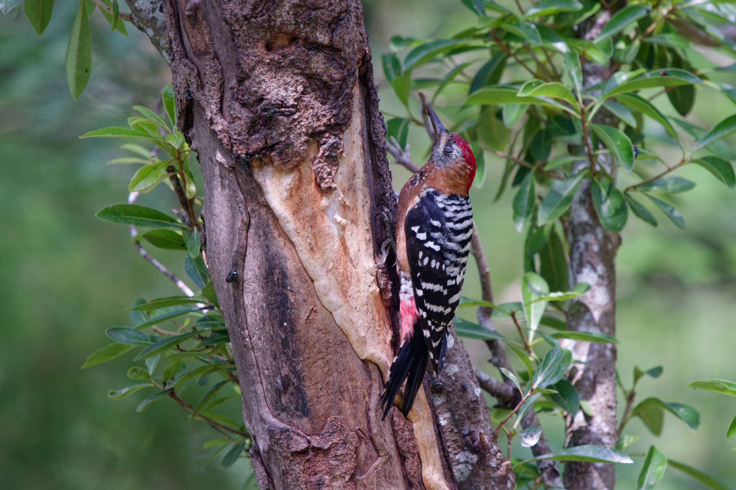 1018 棕腹啄木 1018 棕腹啄木