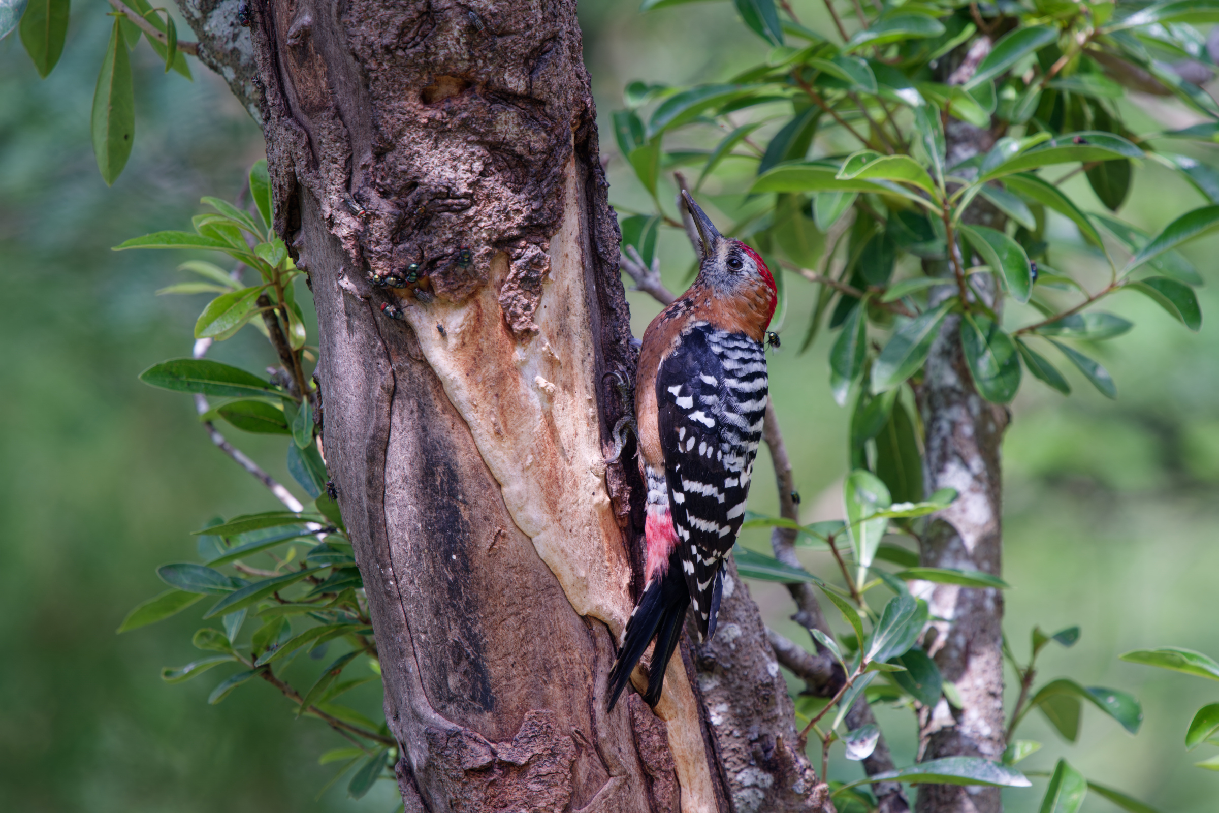1018 棕腹啄木 1018 棕腹啄木