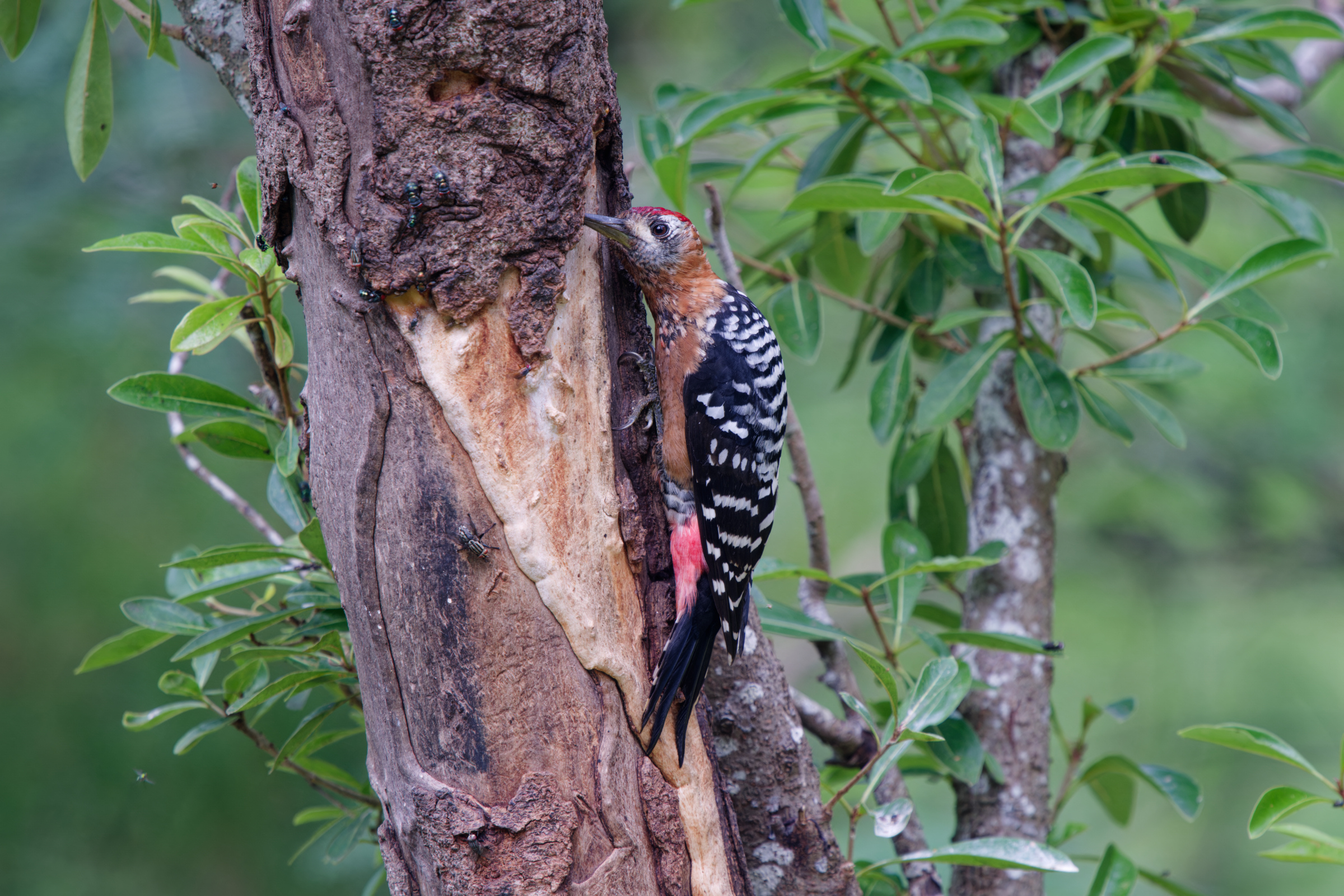 1018 棕腹啄木 1018 棕腹啄木