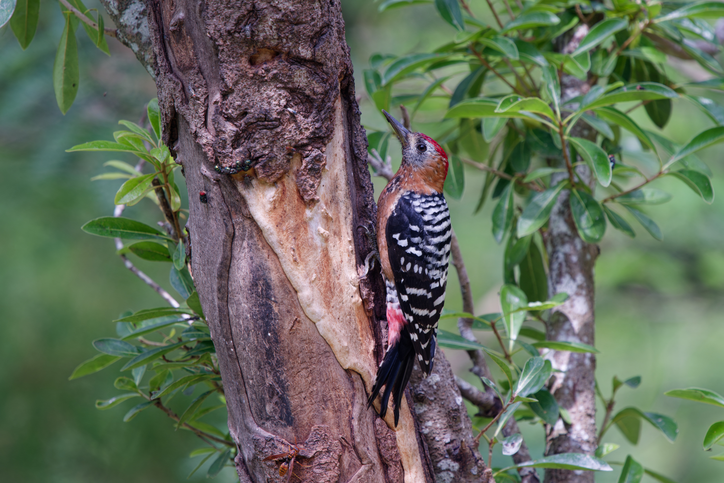 1018 棕腹啄木 1018 棕腹啄木