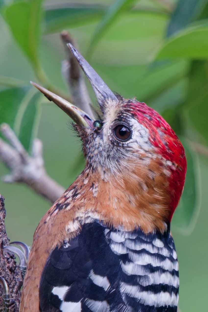 1018 棕腹啄木 1018 棕腹啄木