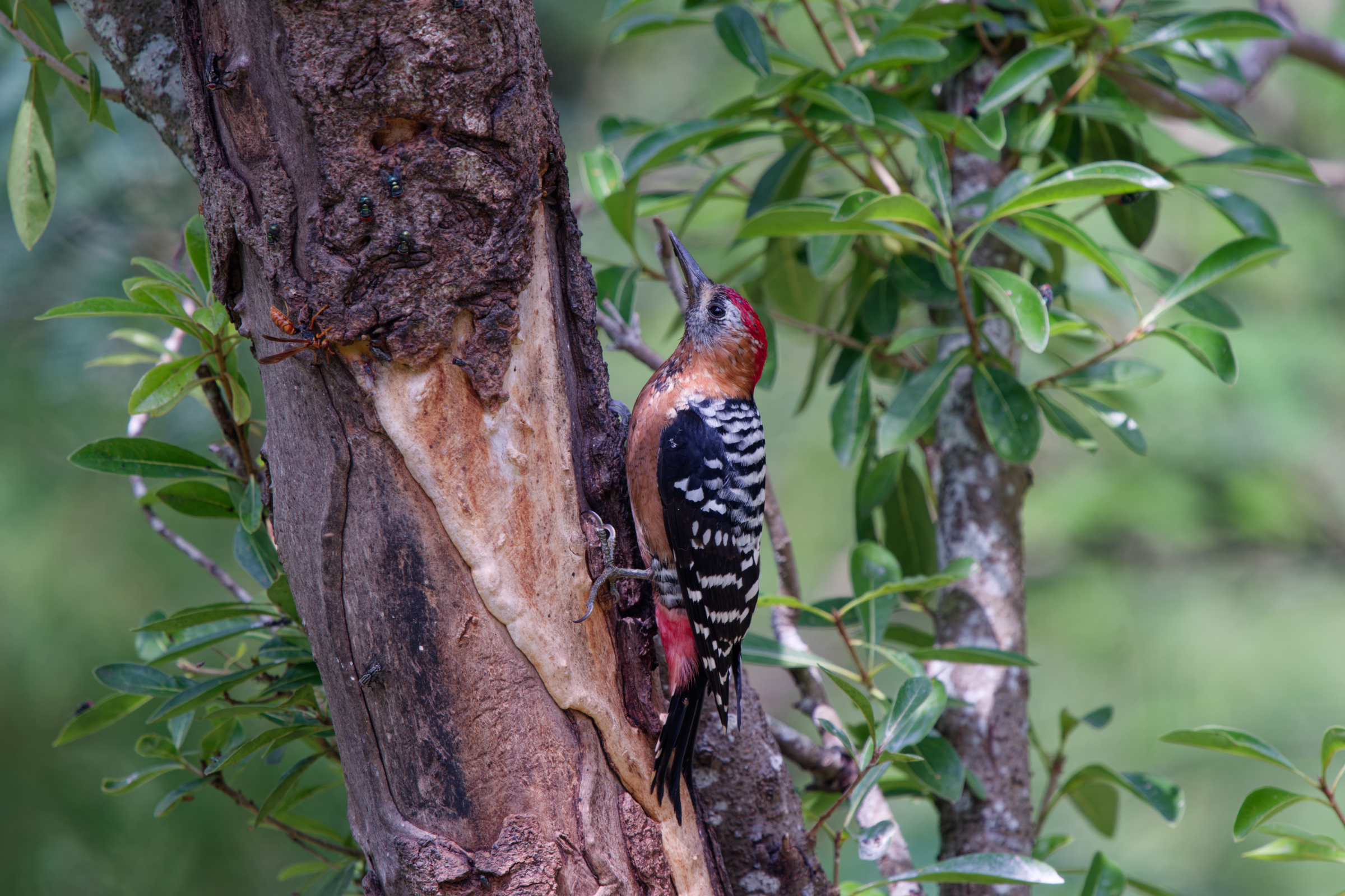1018 棕腹啄木 1018 棕腹啄木