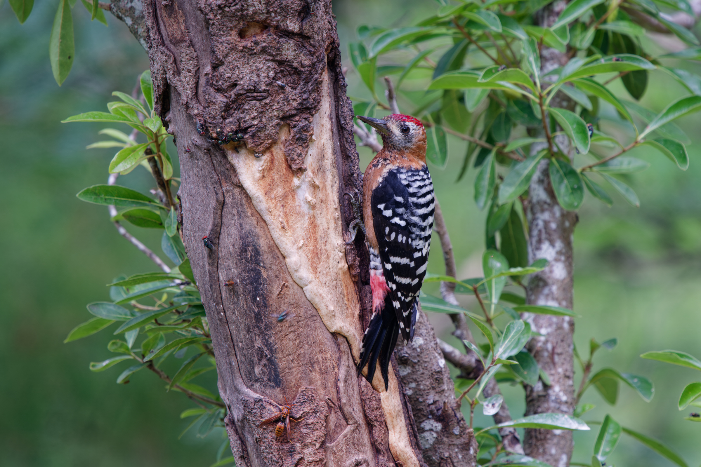 1018 棕腹啄木 1018 棕腹啄木