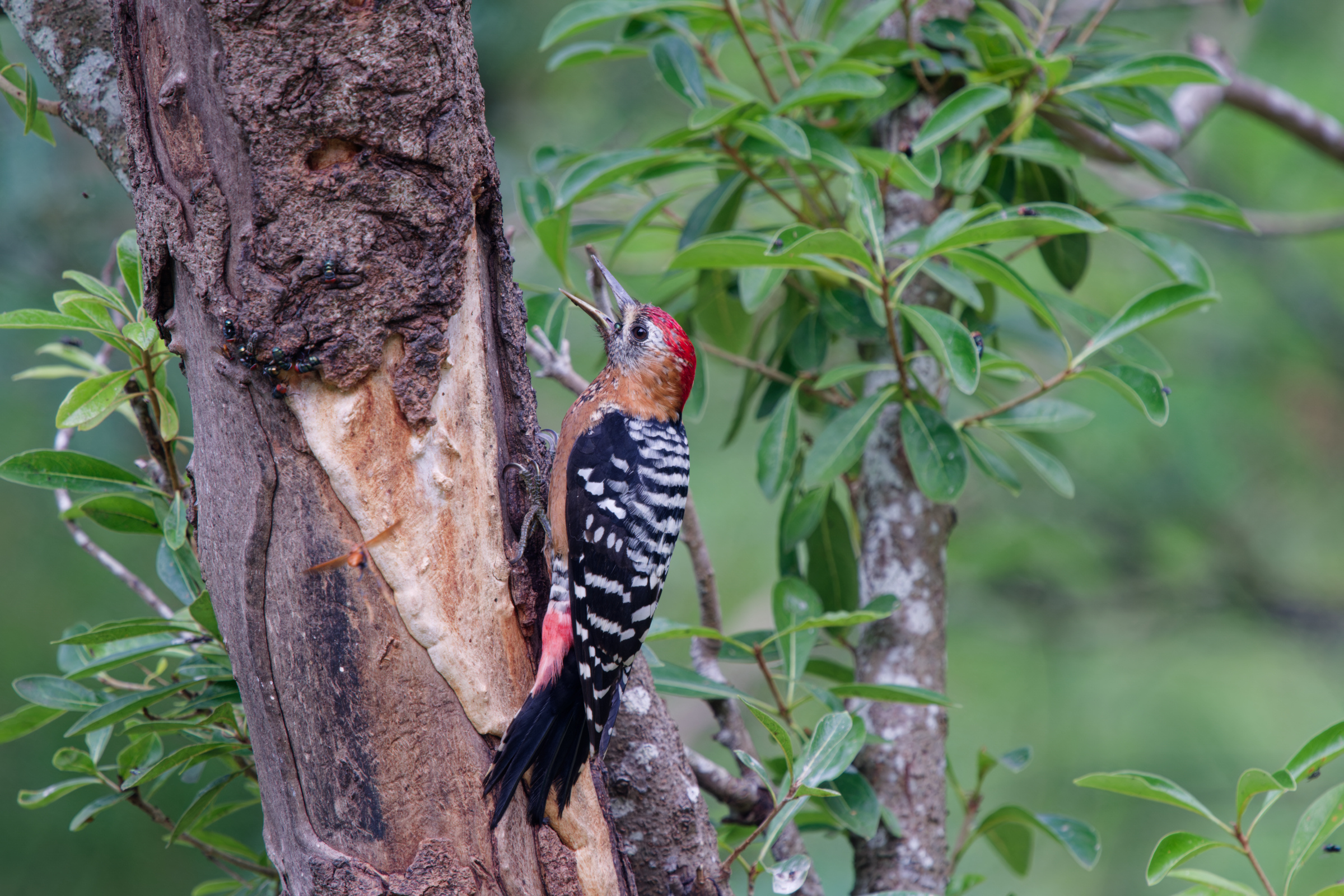 1018 棕腹啄木 1018 棕腹啄木
