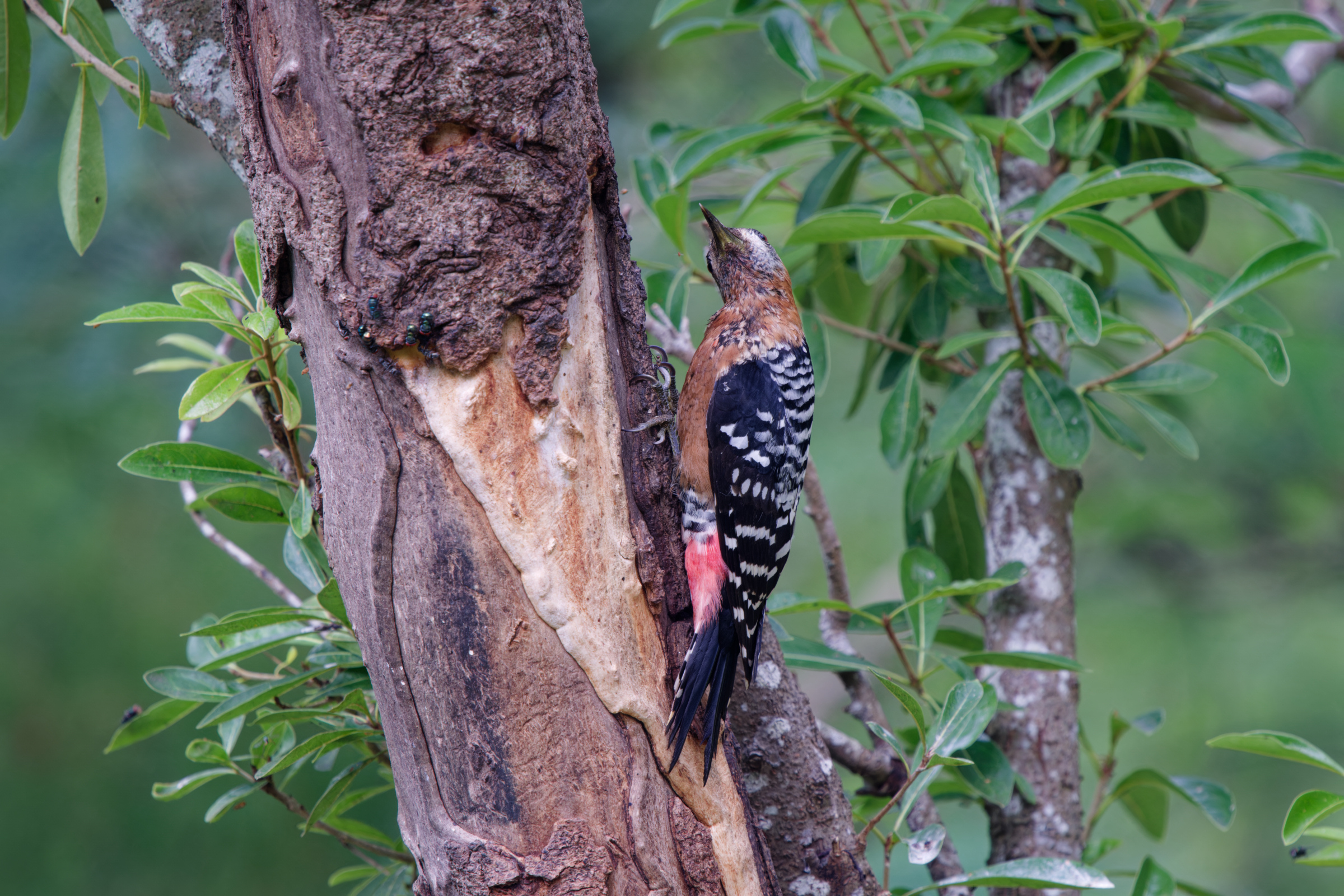 1018 棕腹啄木 1018 棕腹啄木