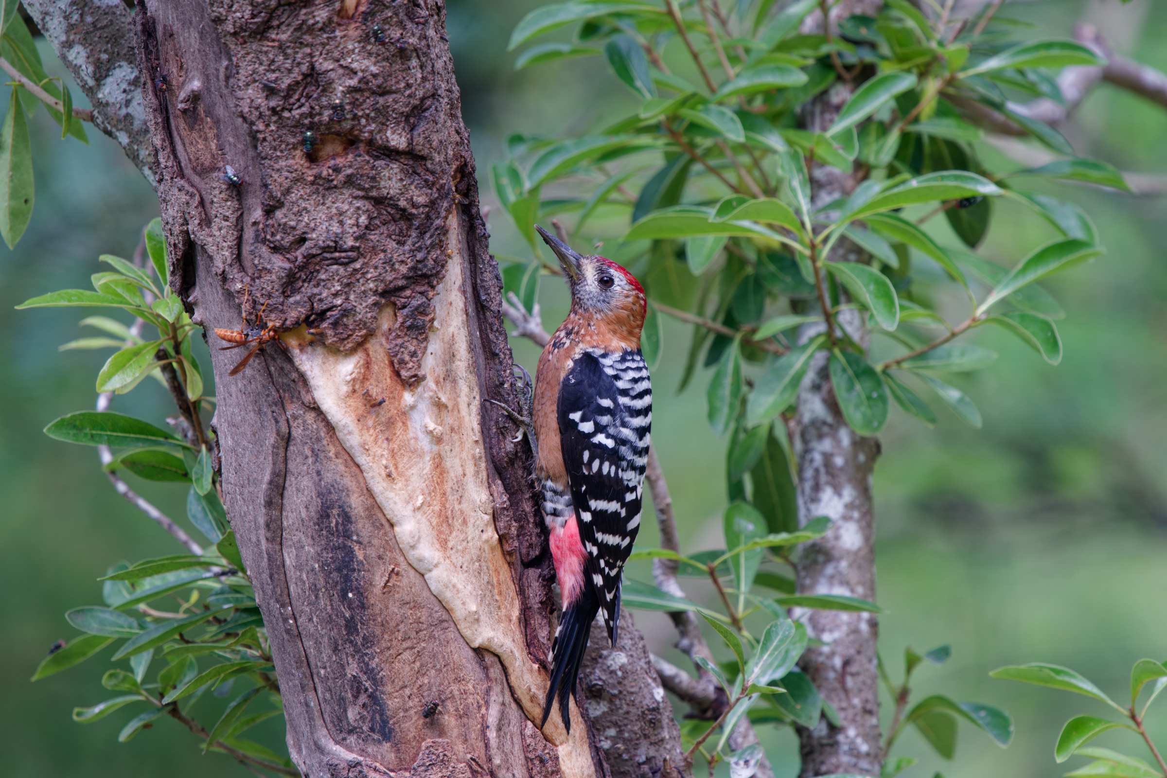 1018 棕腹啄木 1018 棕腹啄木