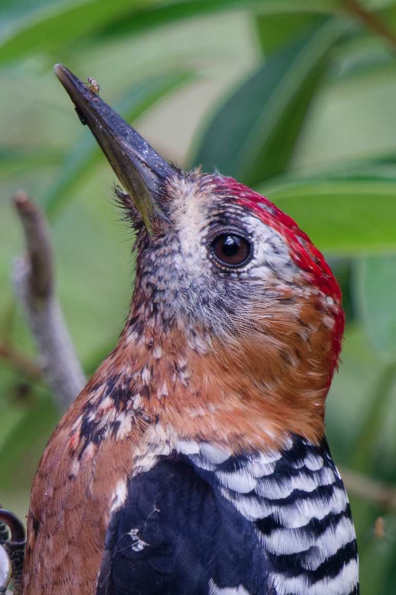 1018 棕腹啄木 1018 棕腹啄木