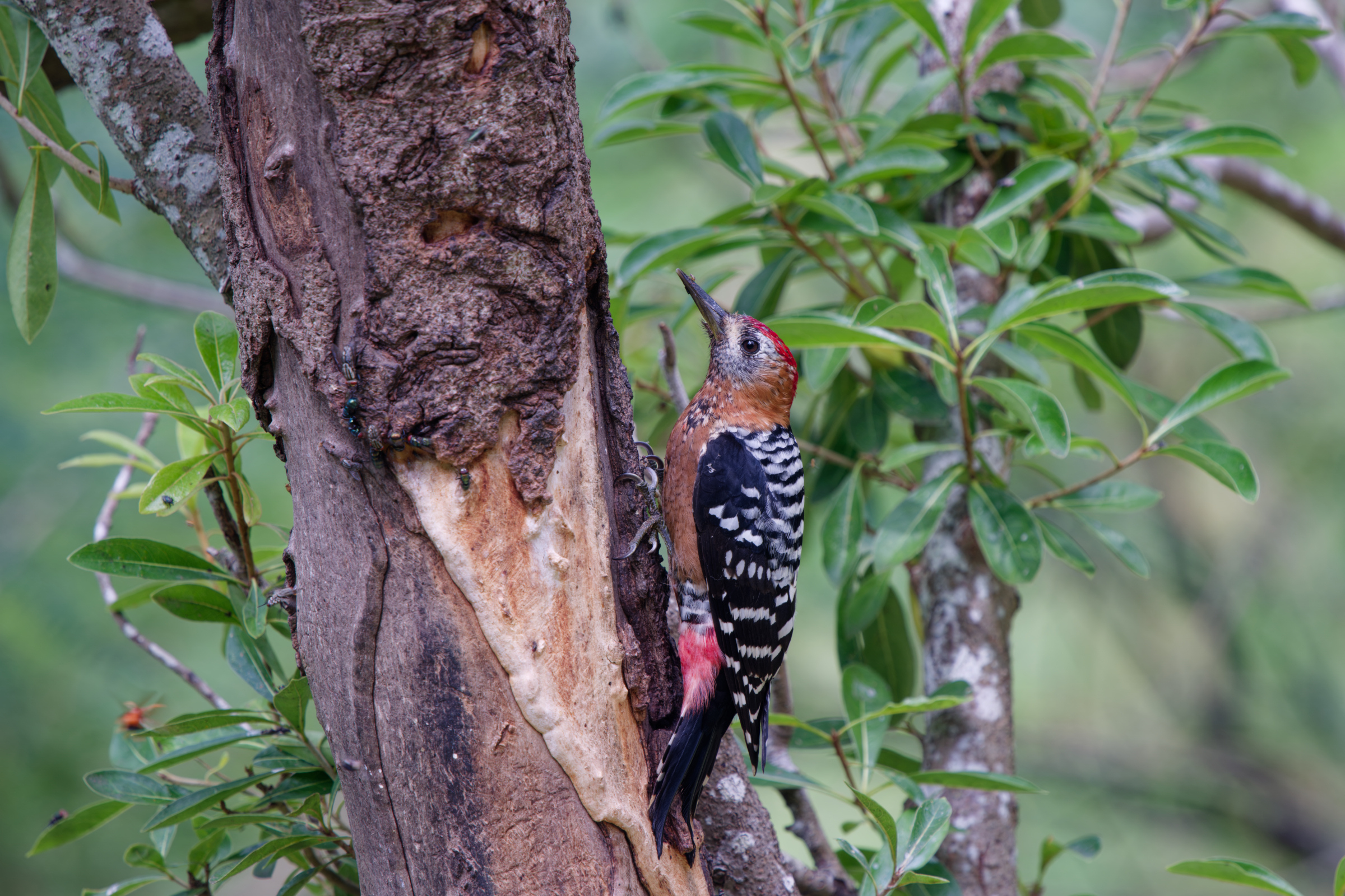 1018 棕腹啄木 1018 棕腹啄木