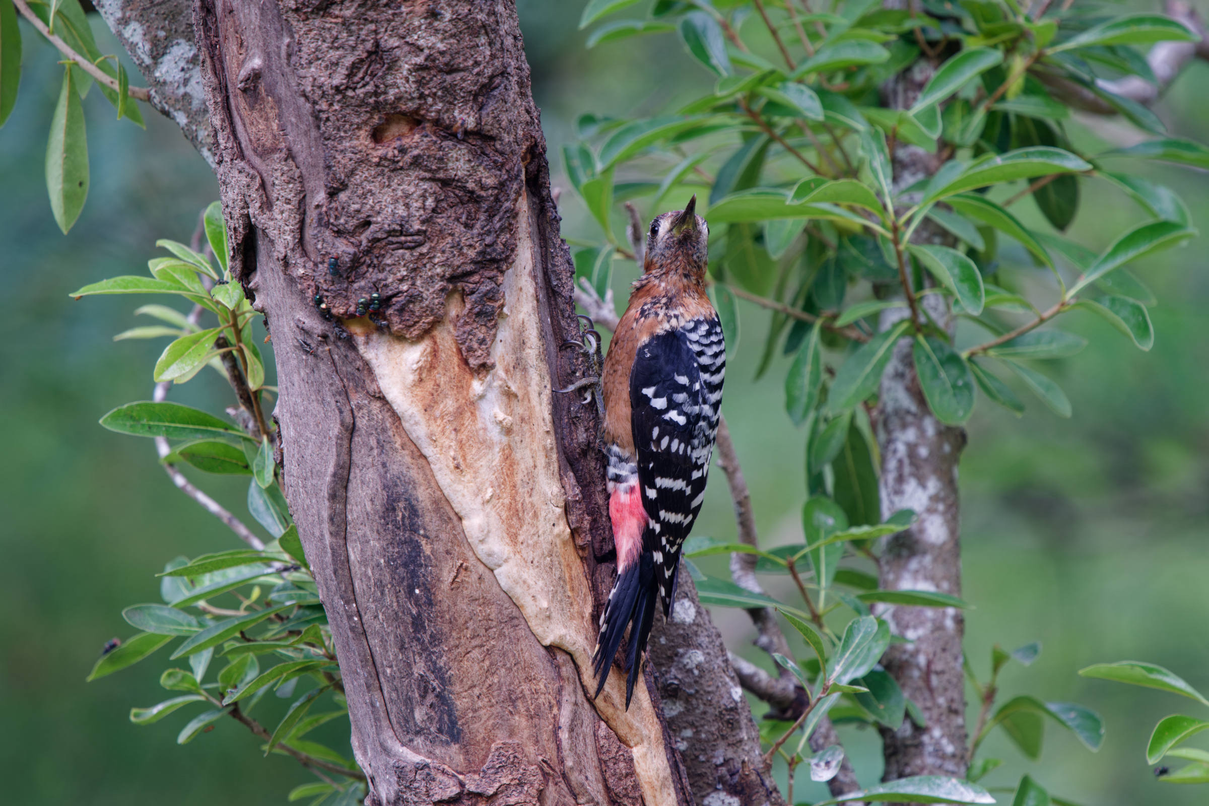 1018 棕腹啄木 1018 棕腹啄木