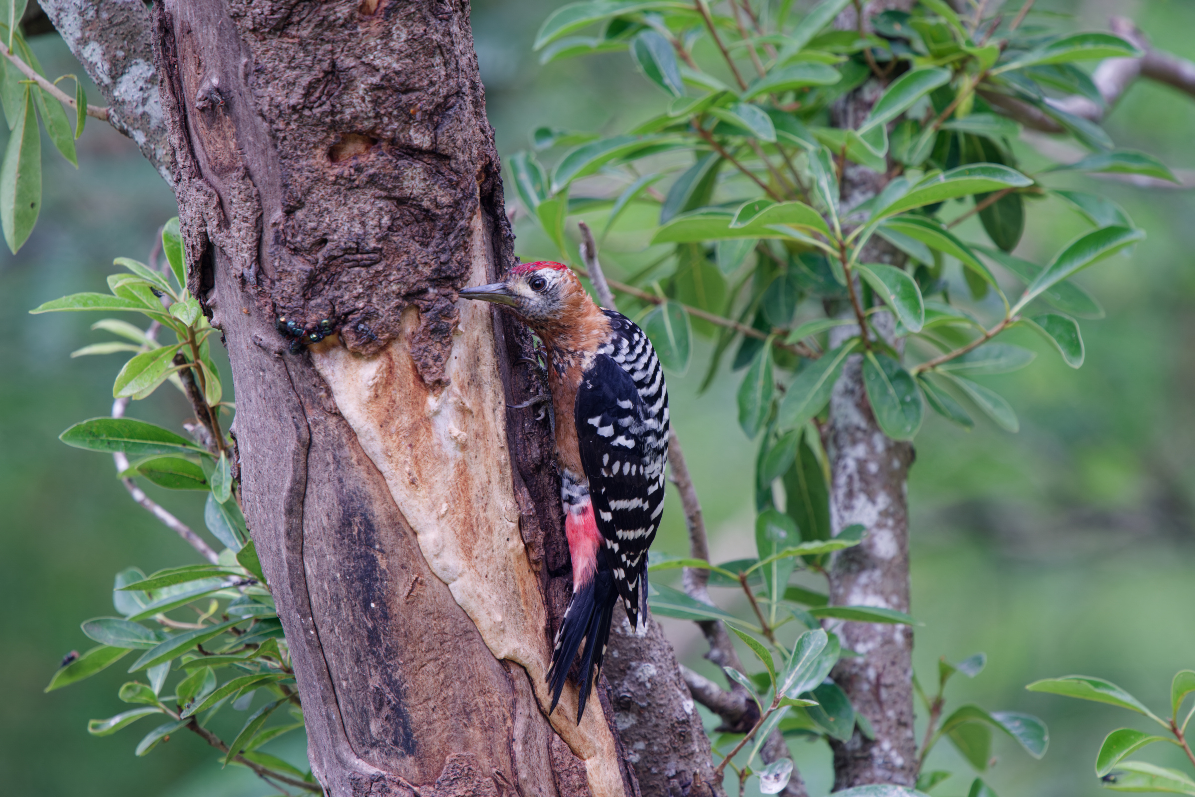 1018 棕腹啄木 1018 棕腹啄木