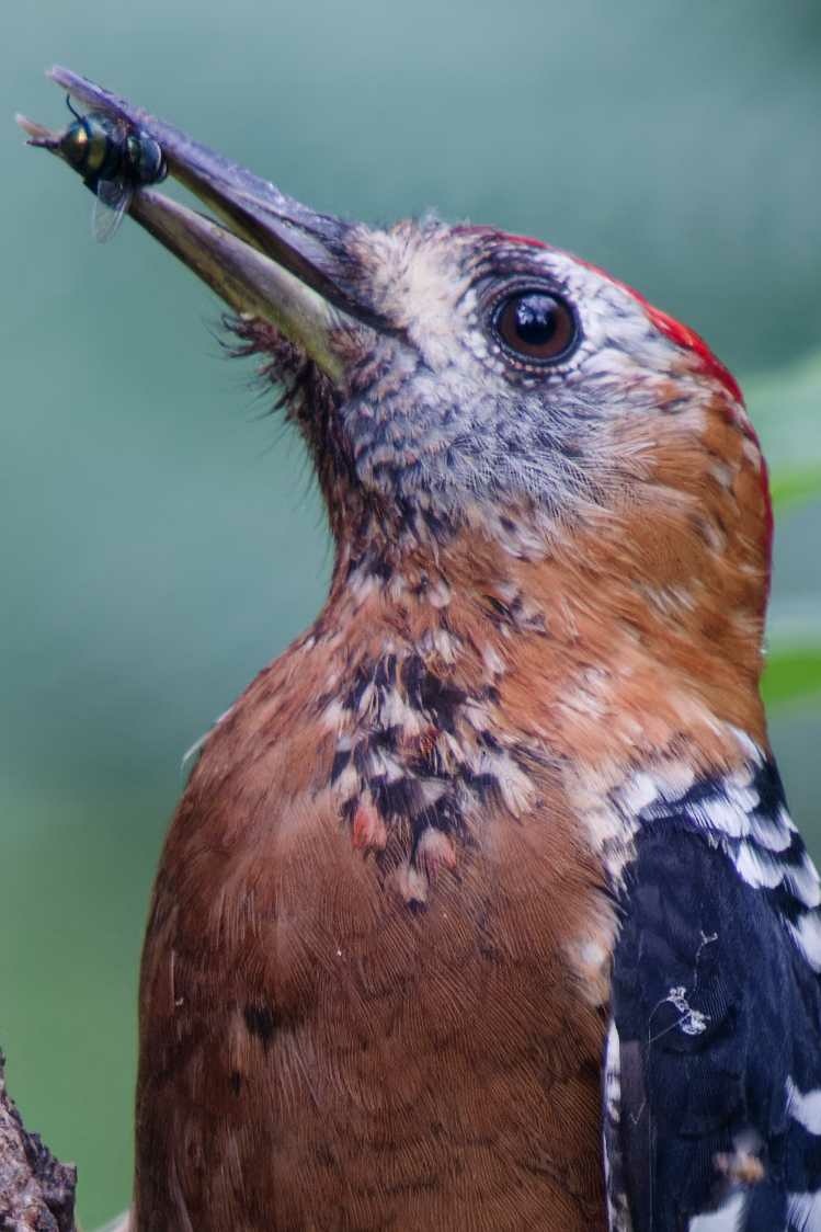 1018 棕腹啄木 1018 棕腹啄木