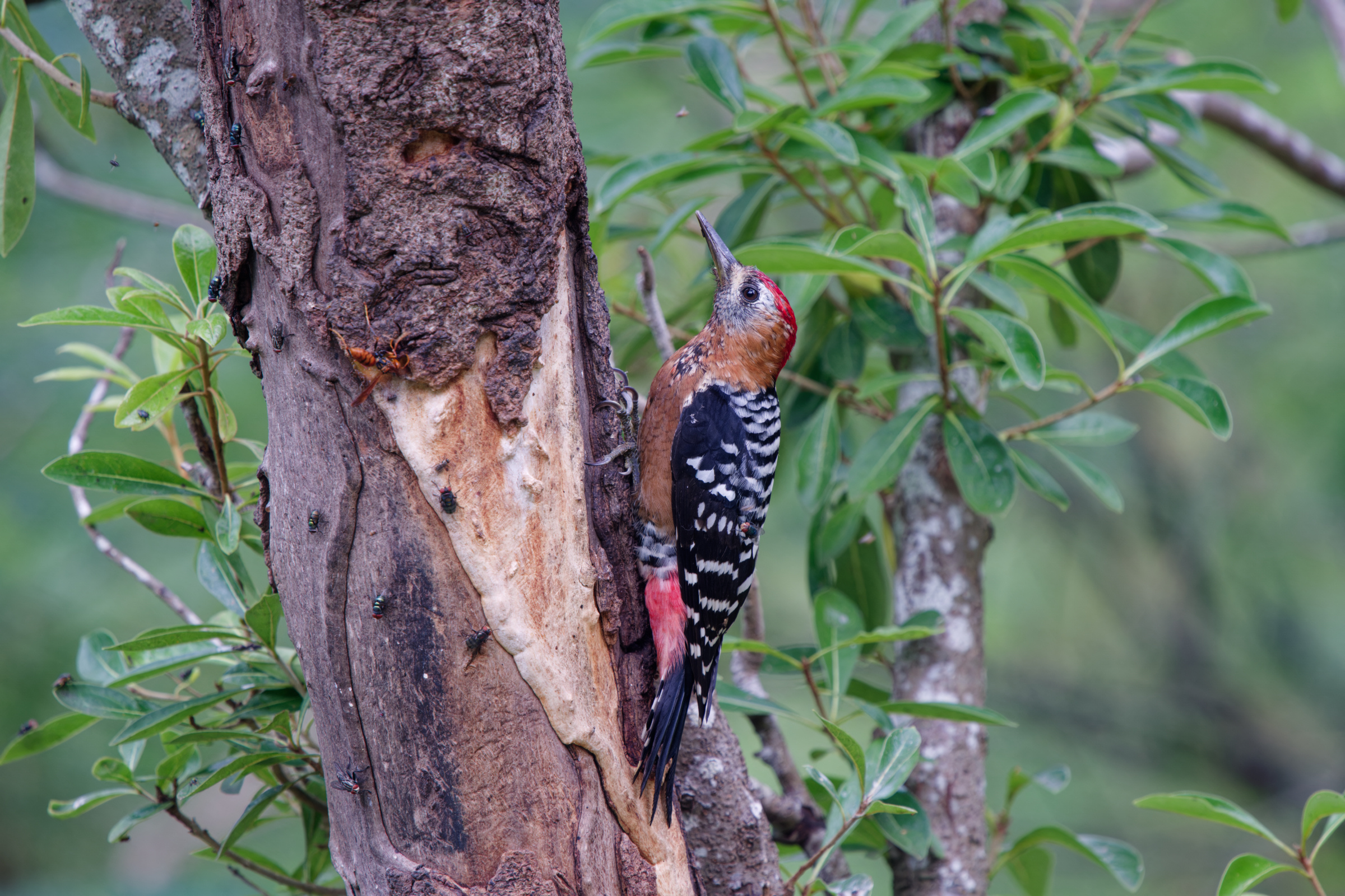 1018 棕腹啄木 1018 棕腹啄木