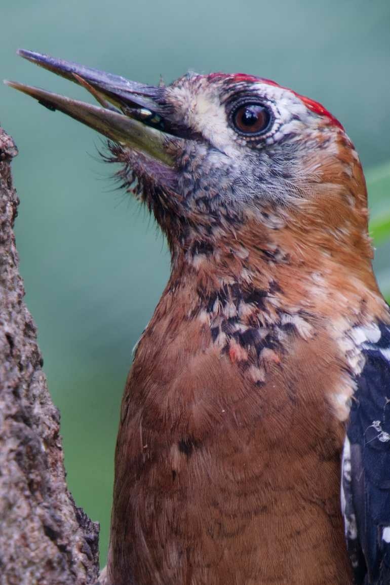 1018 棕腹啄木 1018 棕腹啄木