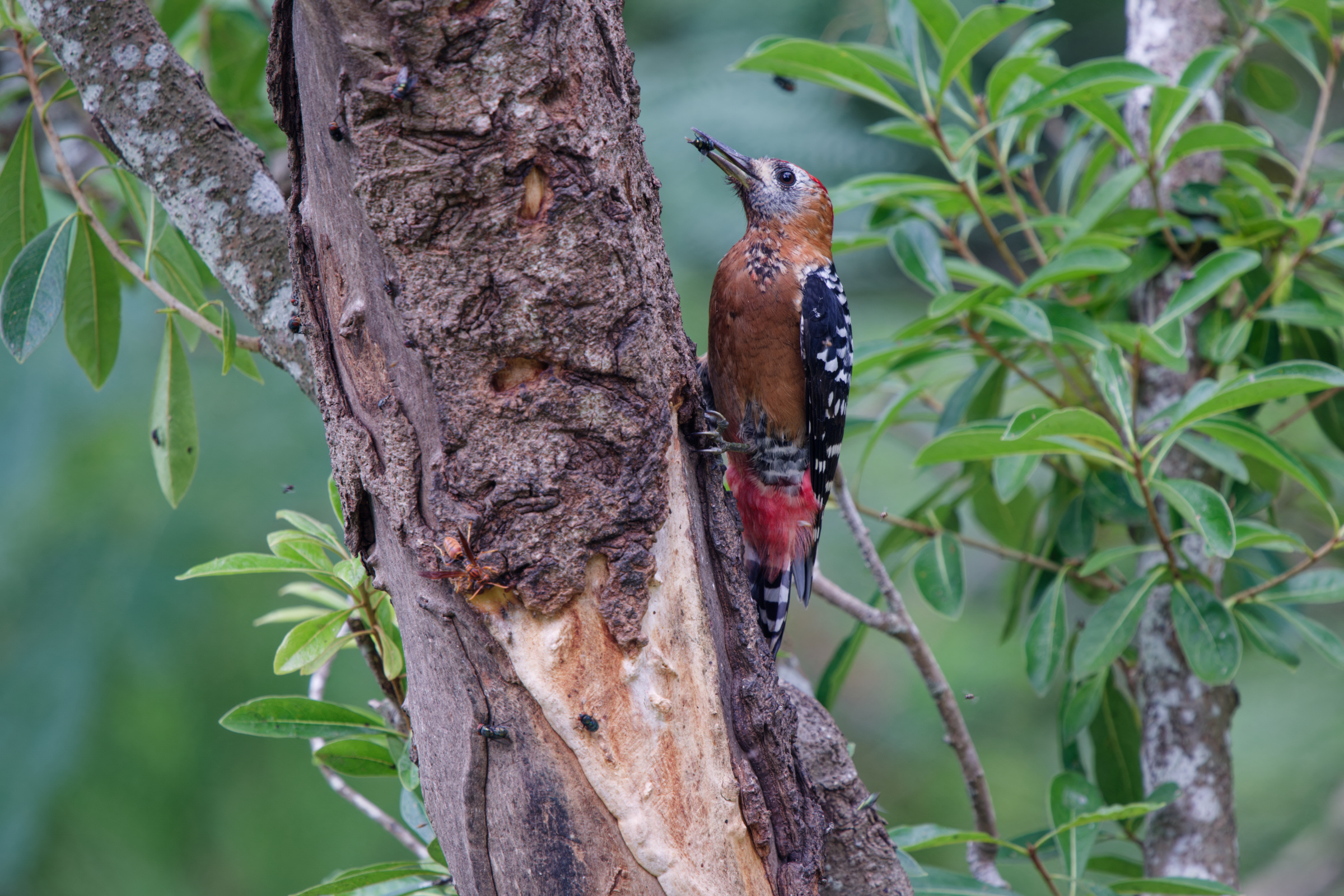 1018 棕腹啄木 1018 棕腹啄木