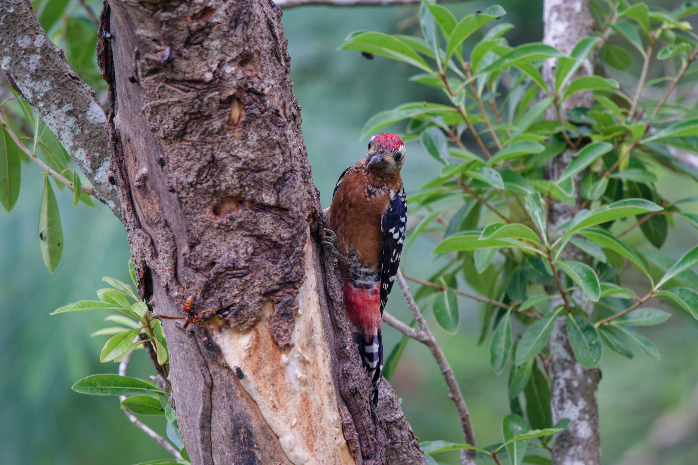 1018 棕腹啄木 1018 棕腹啄木