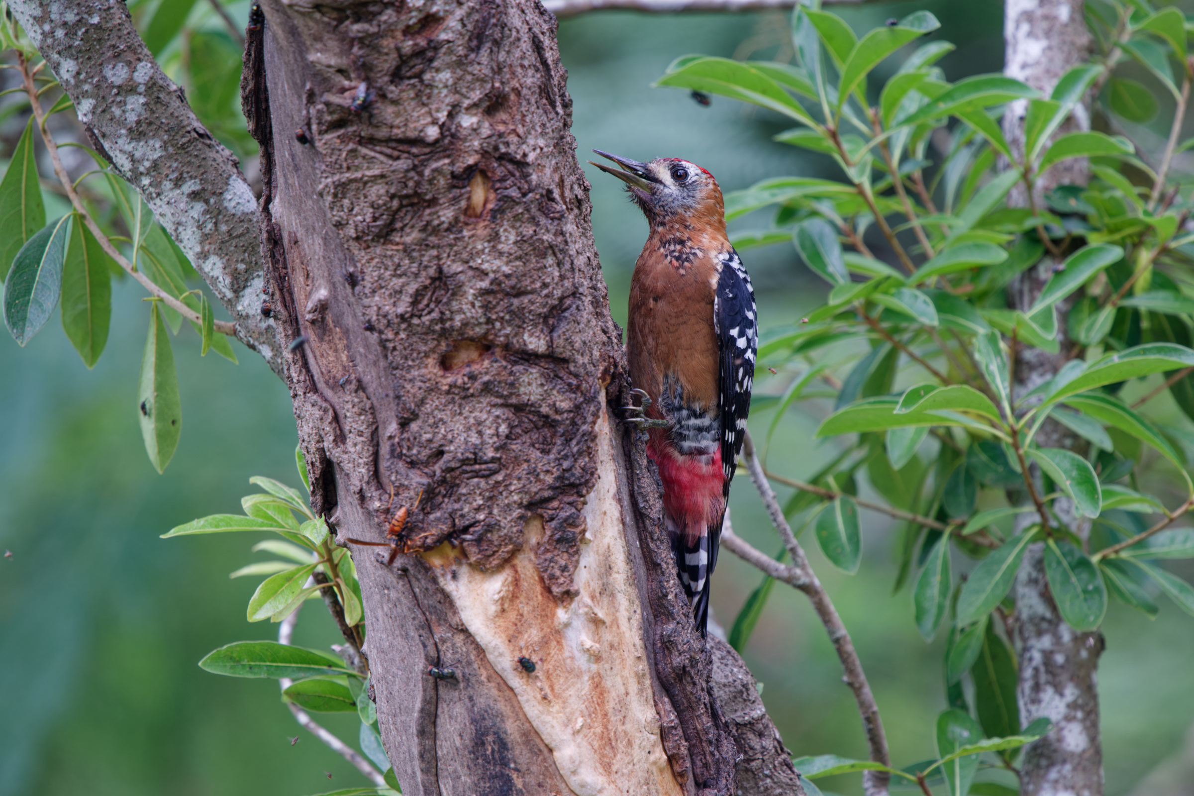 1018 棕腹啄木 1018 棕腹啄木