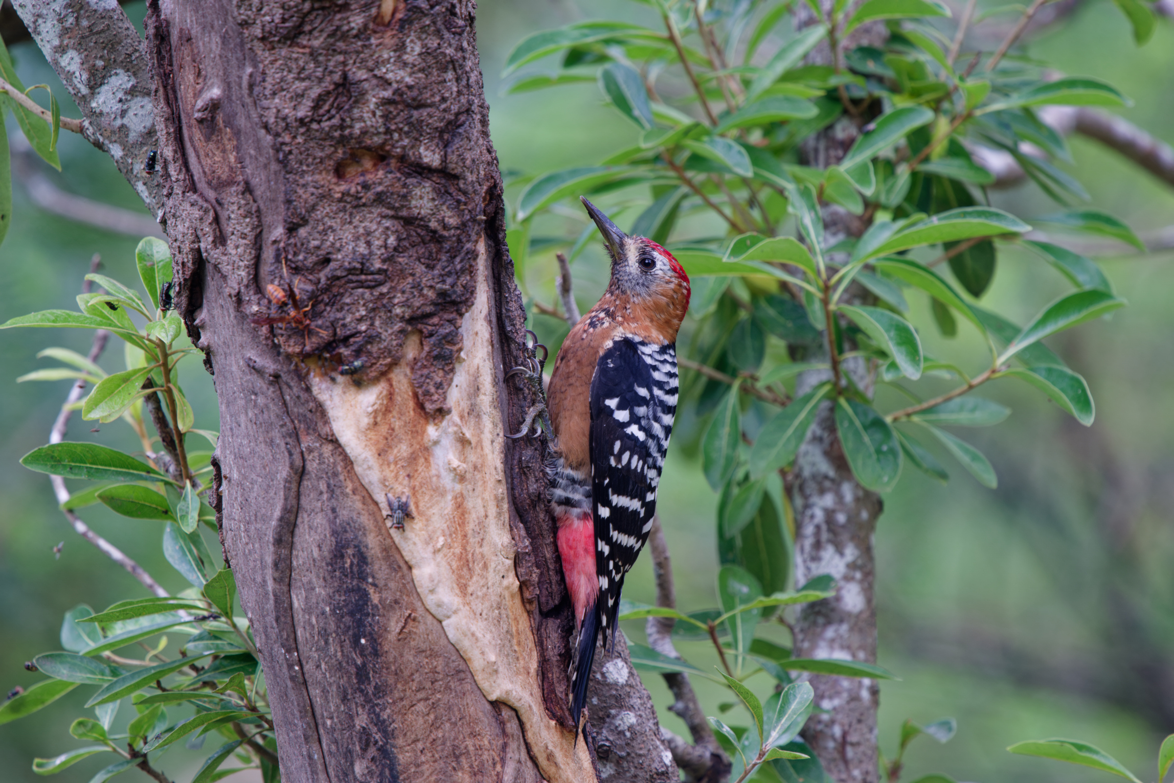 1018 棕腹啄木 1018 棕腹啄木