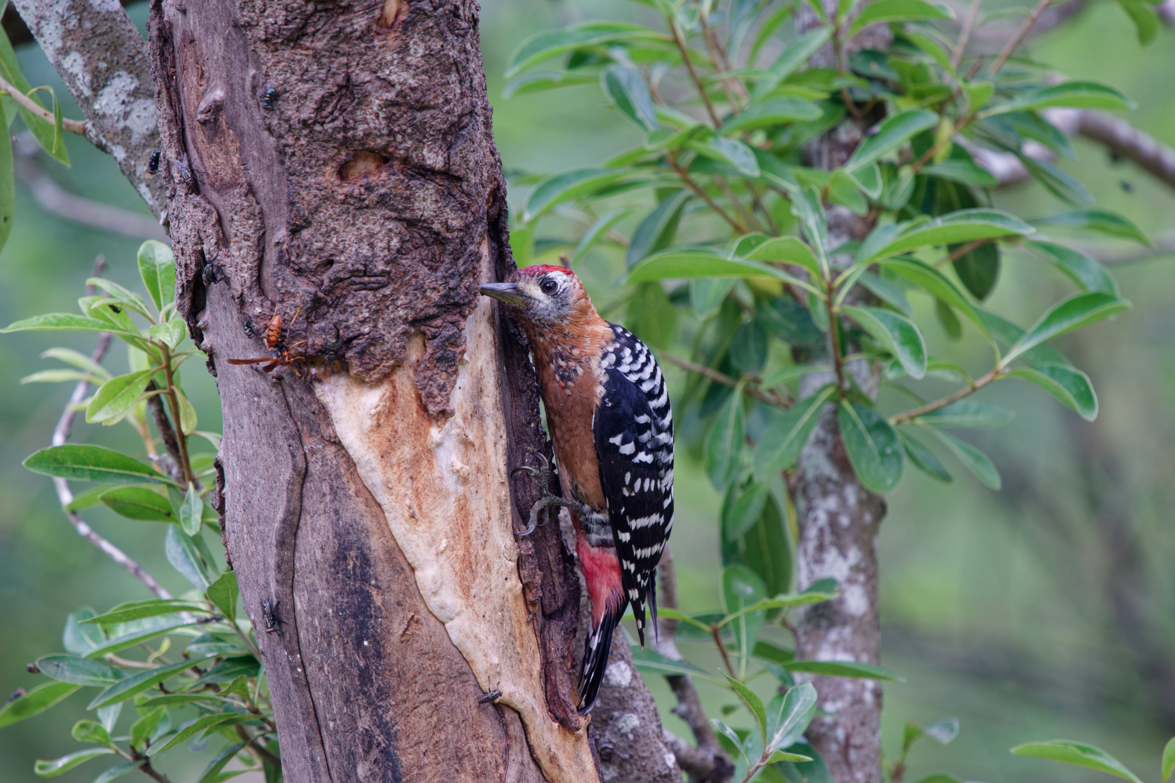 1018 棕腹啄木 1018 棕腹啄木