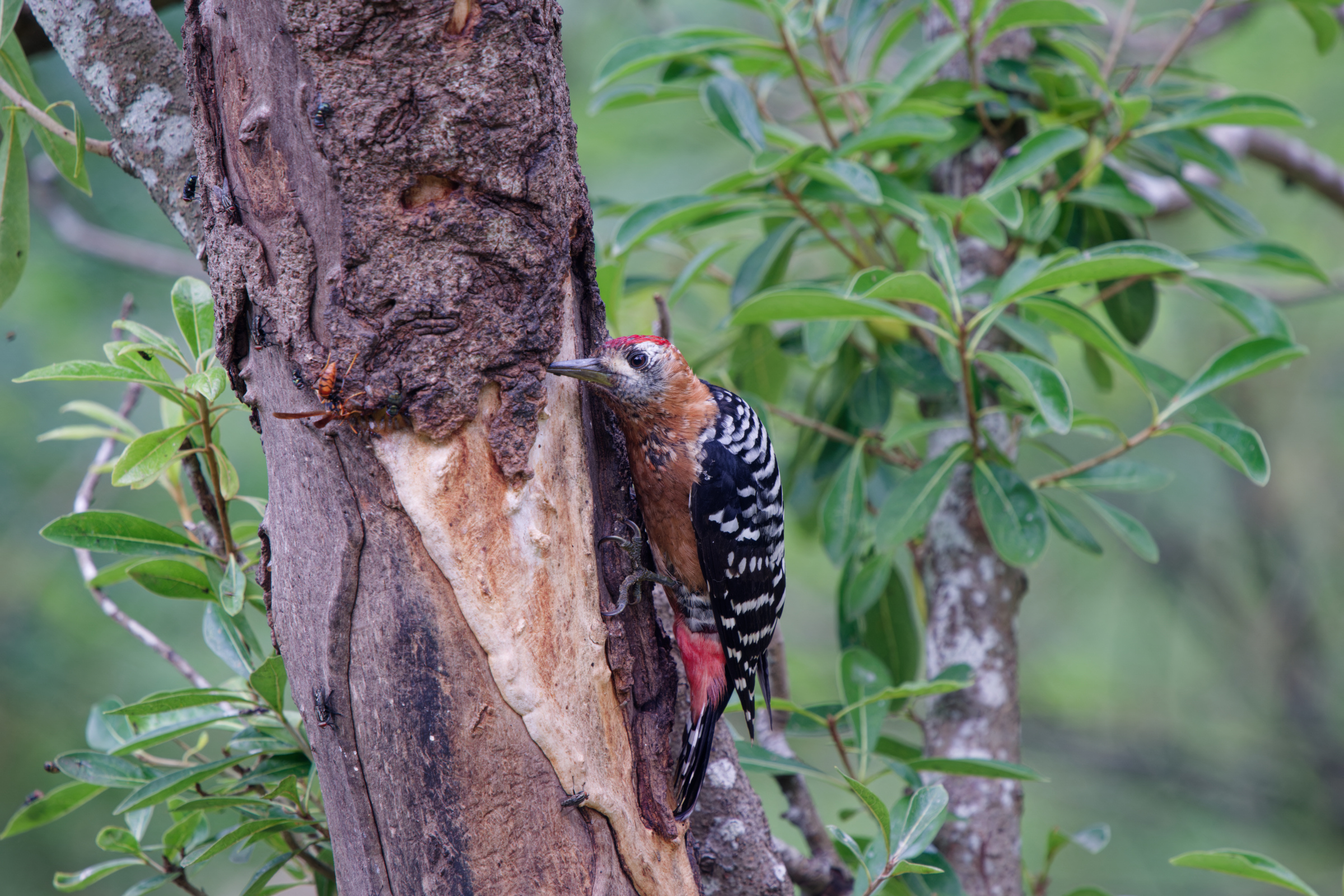 1018 棕腹啄木 1018 棕腹啄木