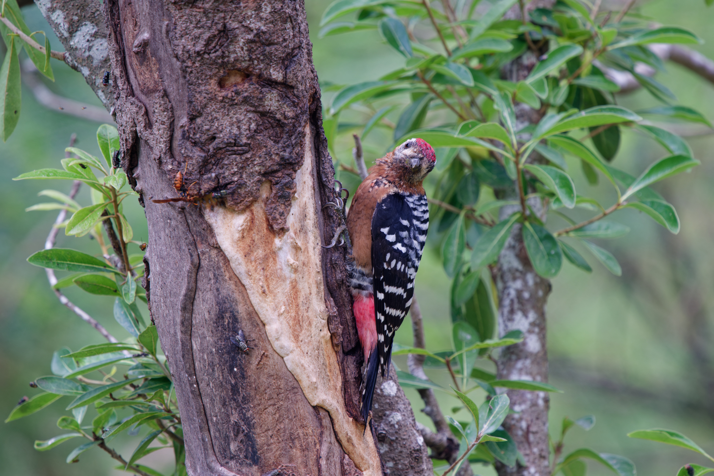 1018 棕腹啄木 1018 棕腹啄木