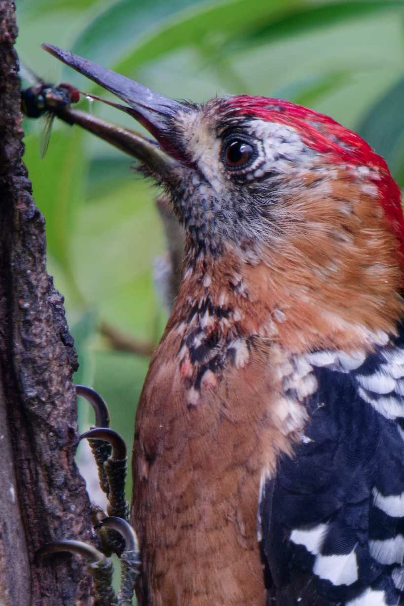 1018 棕腹啄木 1018 棕腹啄木