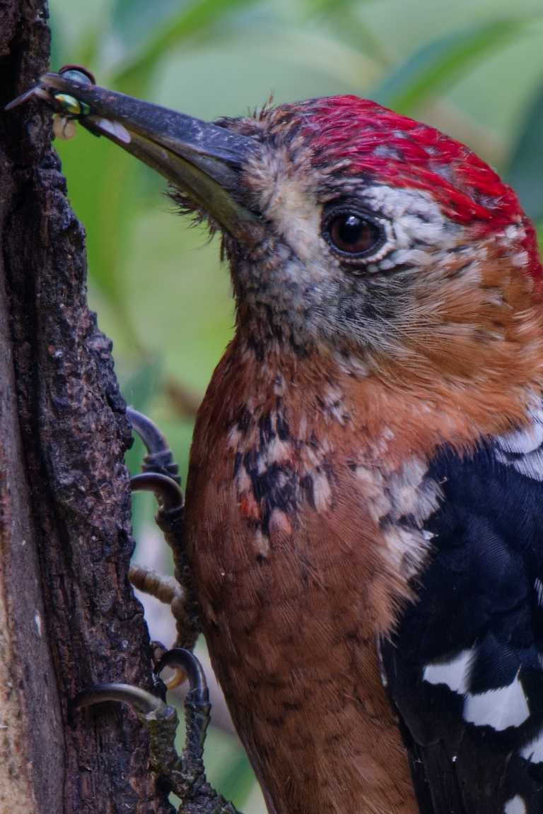 1018 棕腹啄木 1018 棕腹啄木
