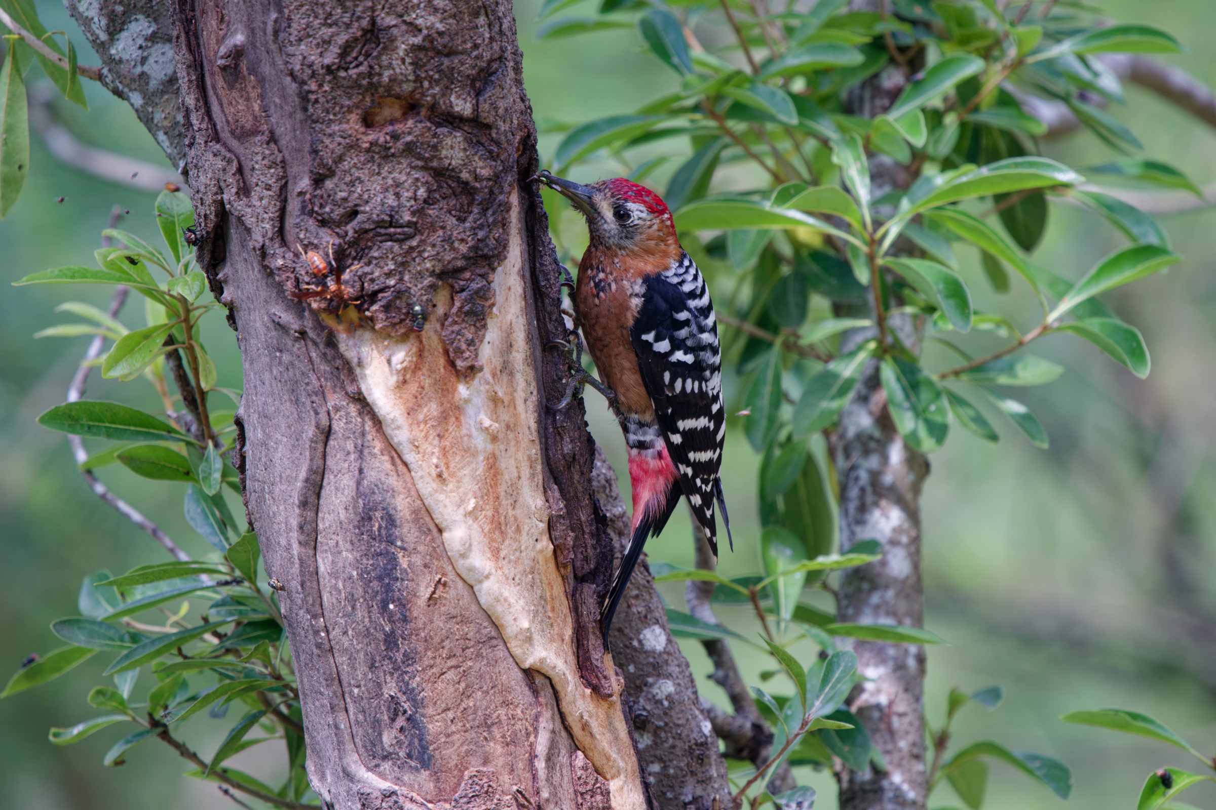 1018 棕腹啄木 1018 棕腹啄木
