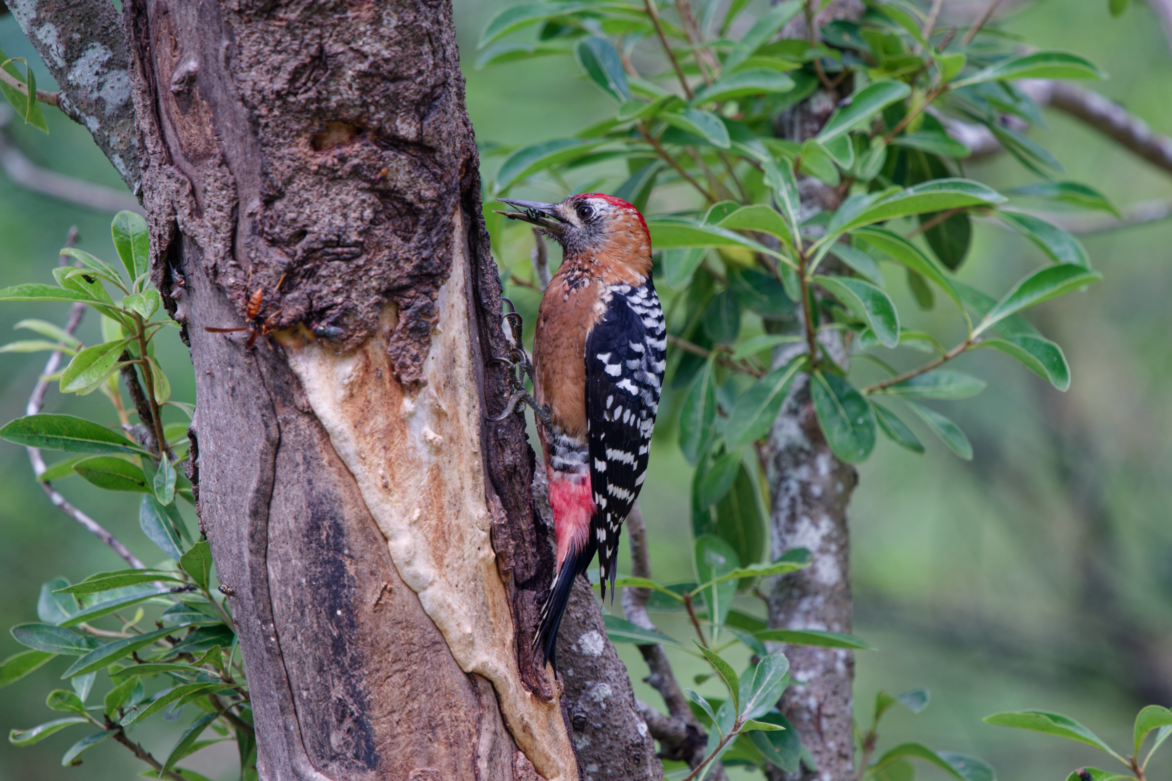 1018 棕腹啄木 1018 棕腹啄木