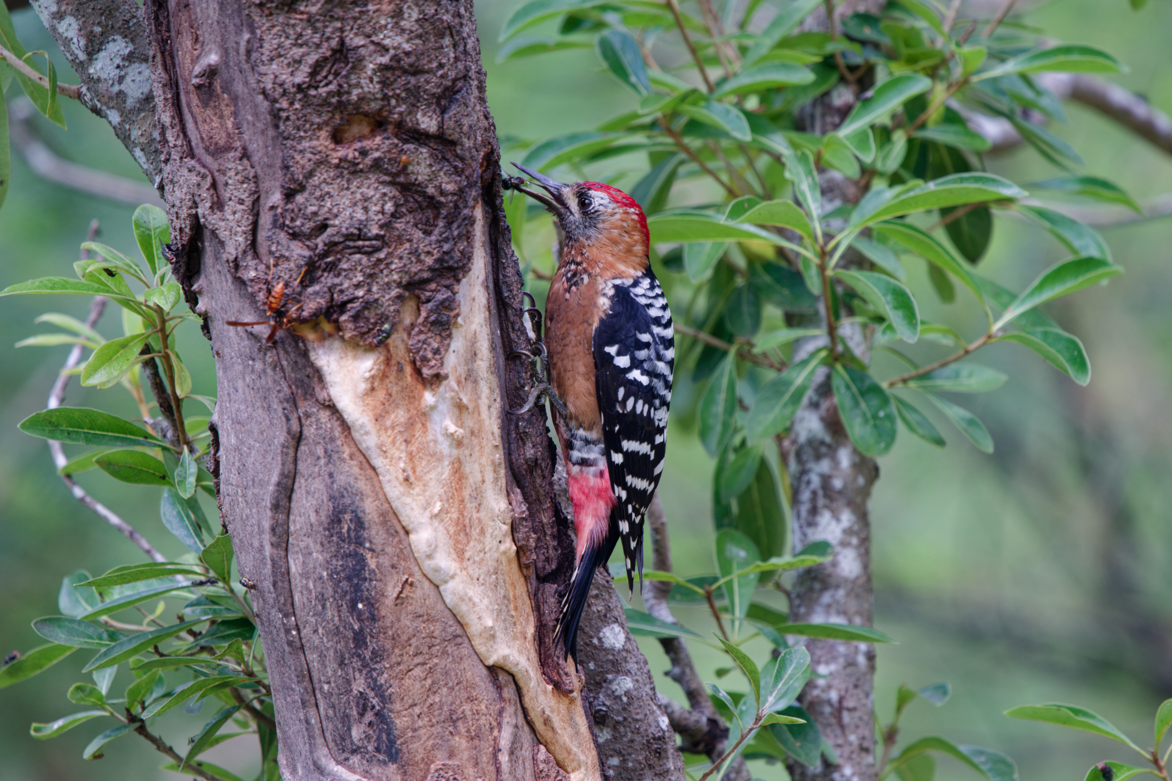 1018 棕腹啄木 1018 棕腹啄木