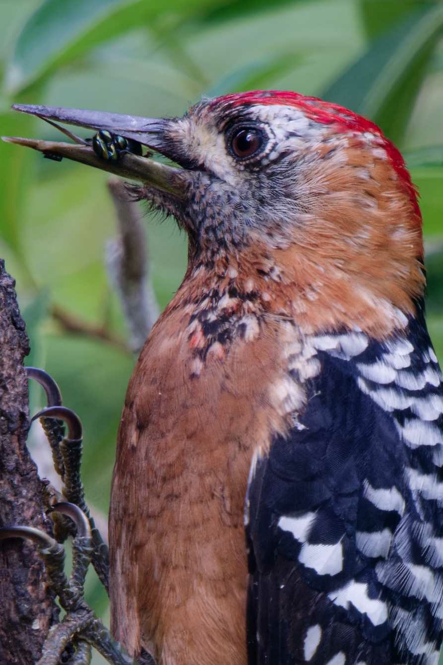 1018 棕腹啄木 1018 棕腹啄木