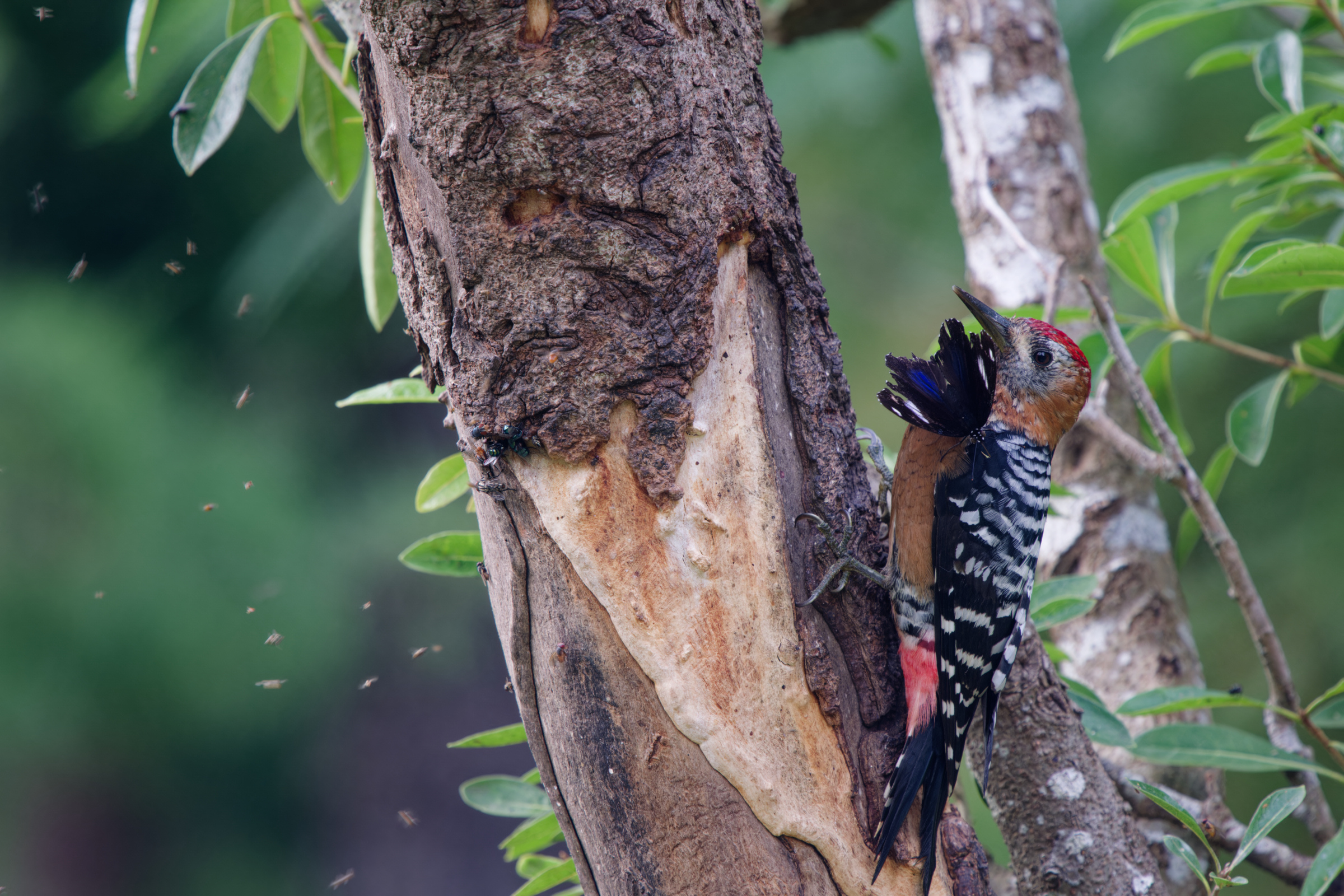 1018 棕腹啄木 1018 棕腹啄木