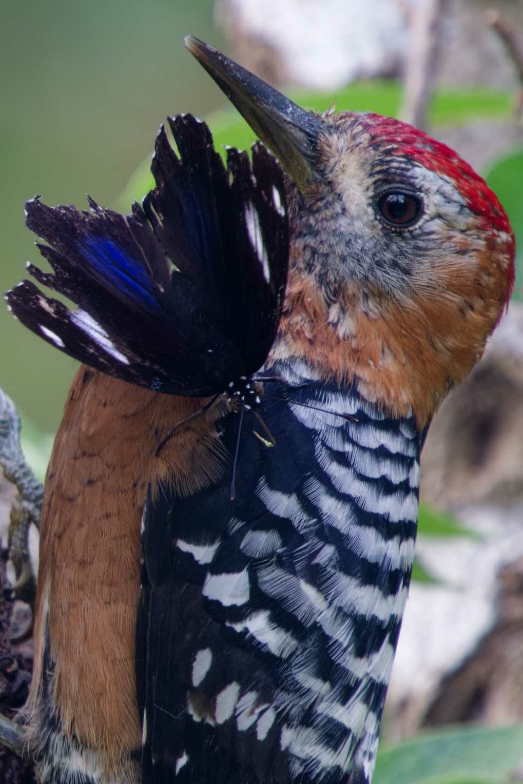 1018 棕腹啄木 1018 棕腹啄木