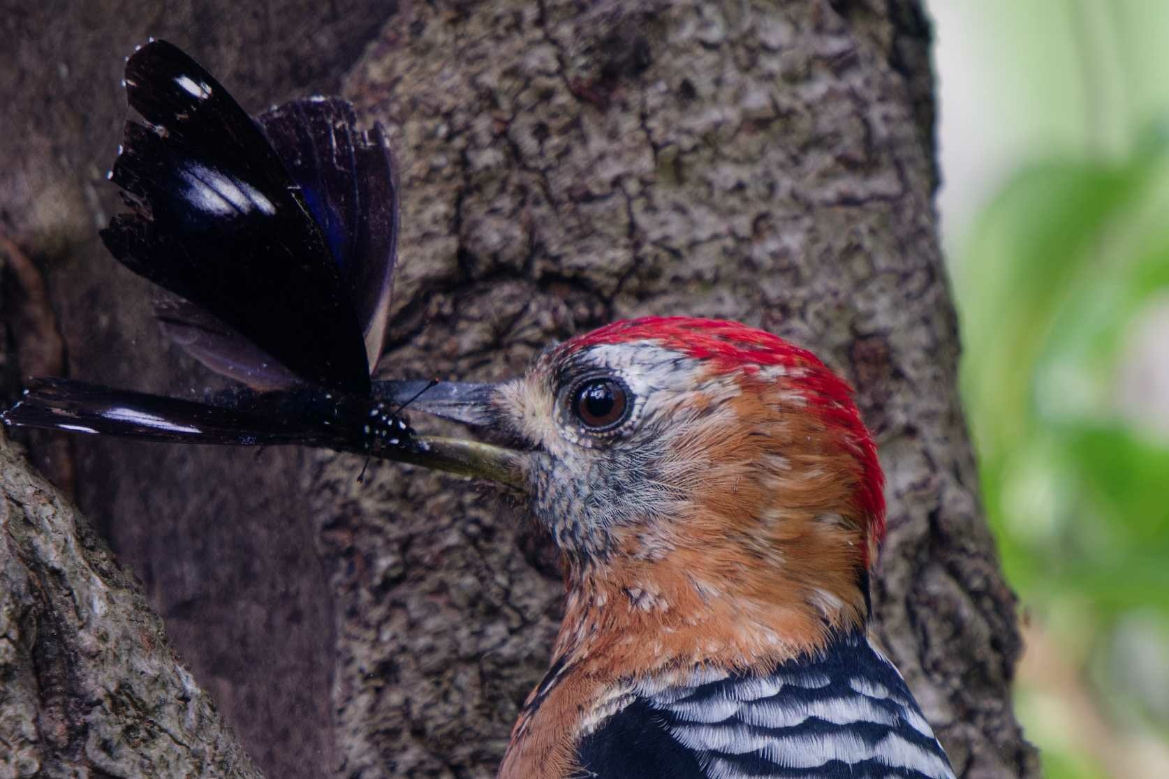 1018 棕腹啄木 1018 棕腹啄木