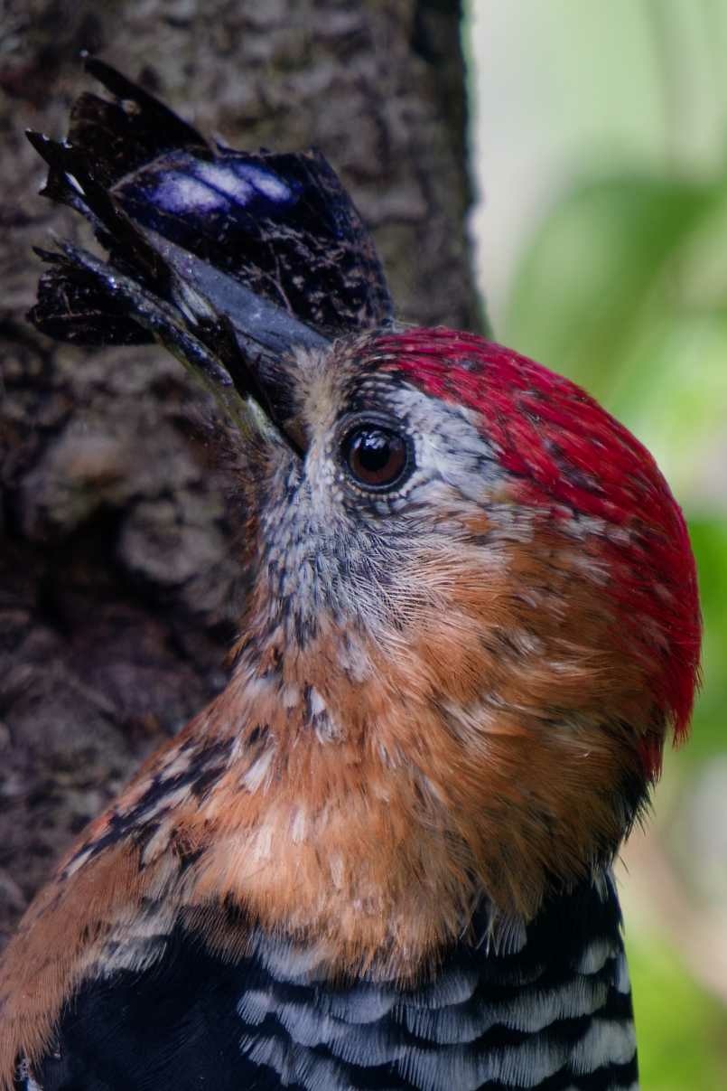 1018 棕腹啄木 1018 棕腹啄木