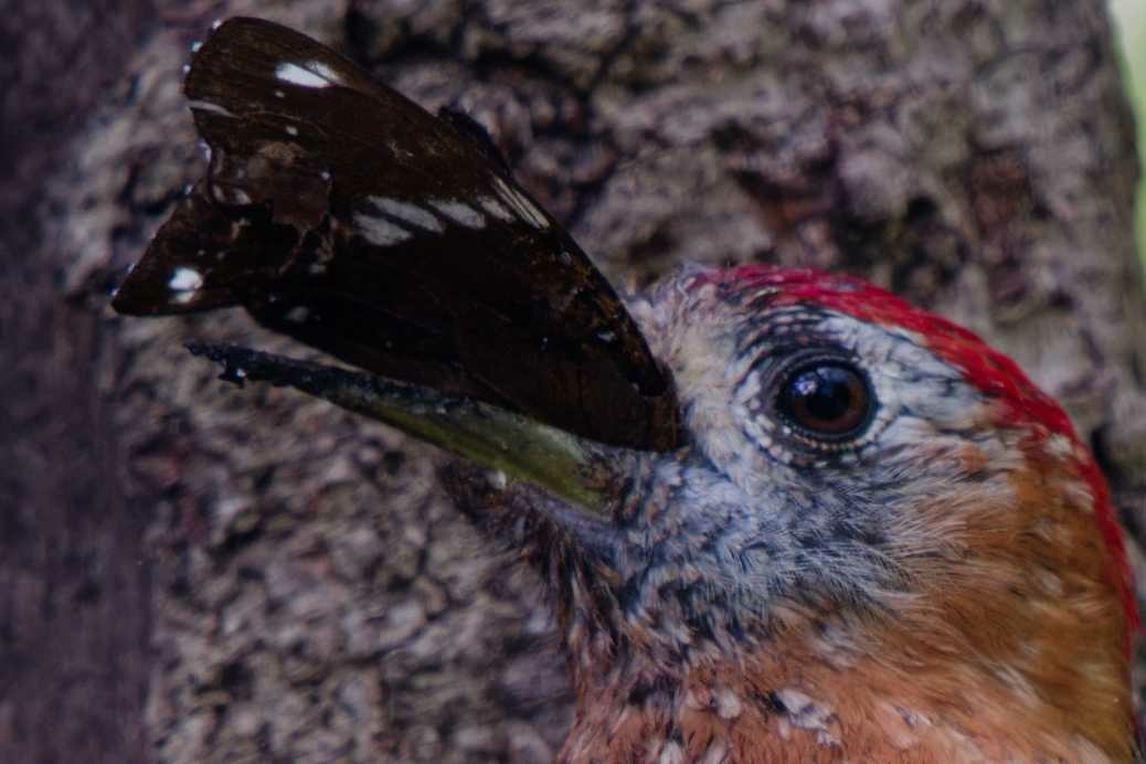 1018 棕腹啄木 1018 棕腹啄木