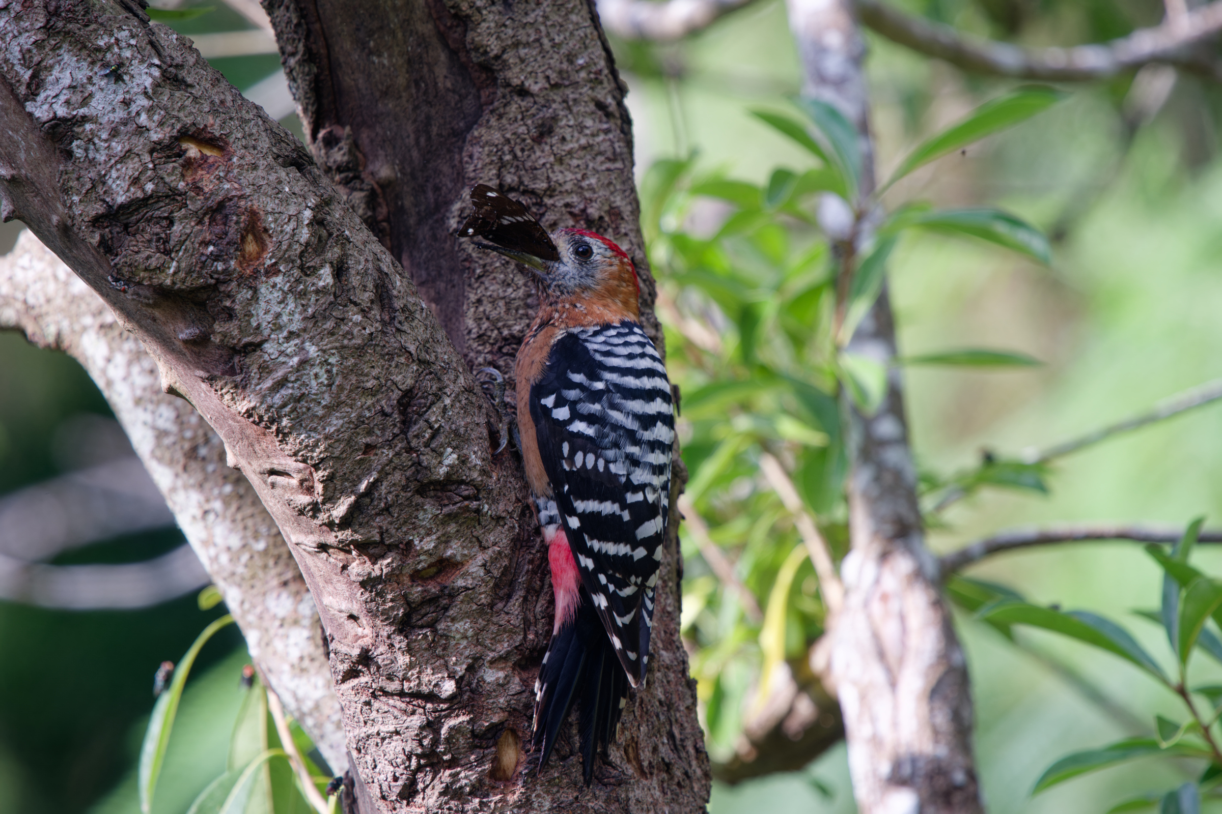 1018 棕腹啄木 1018 棕腹啄木