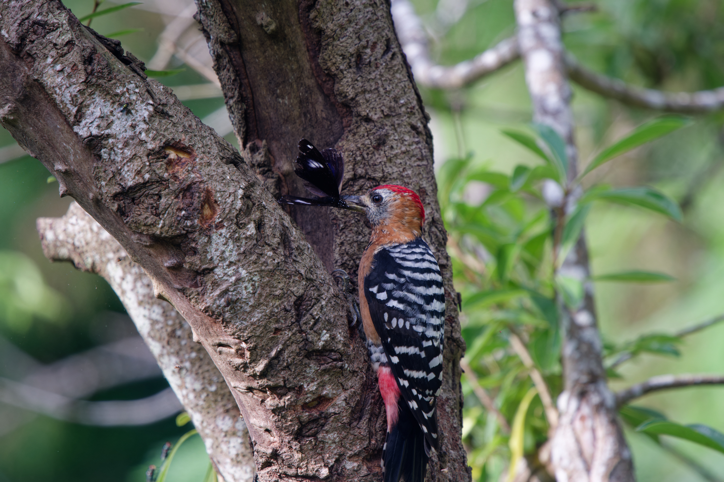 1018 棕腹啄木 1018 棕腹啄木