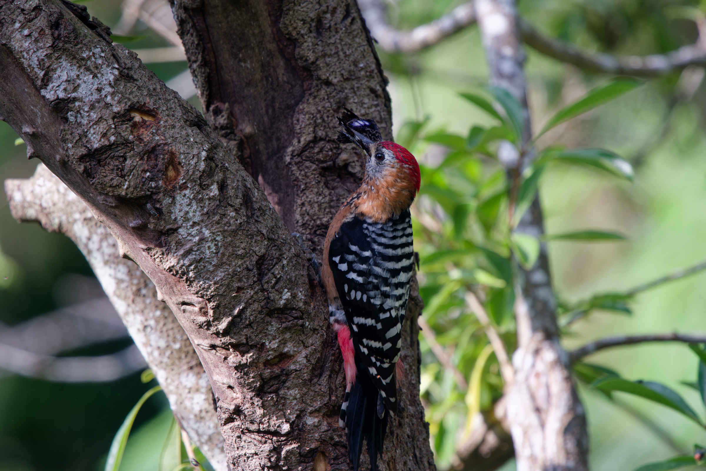 1018 棕腹啄木 1018 棕腹啄木